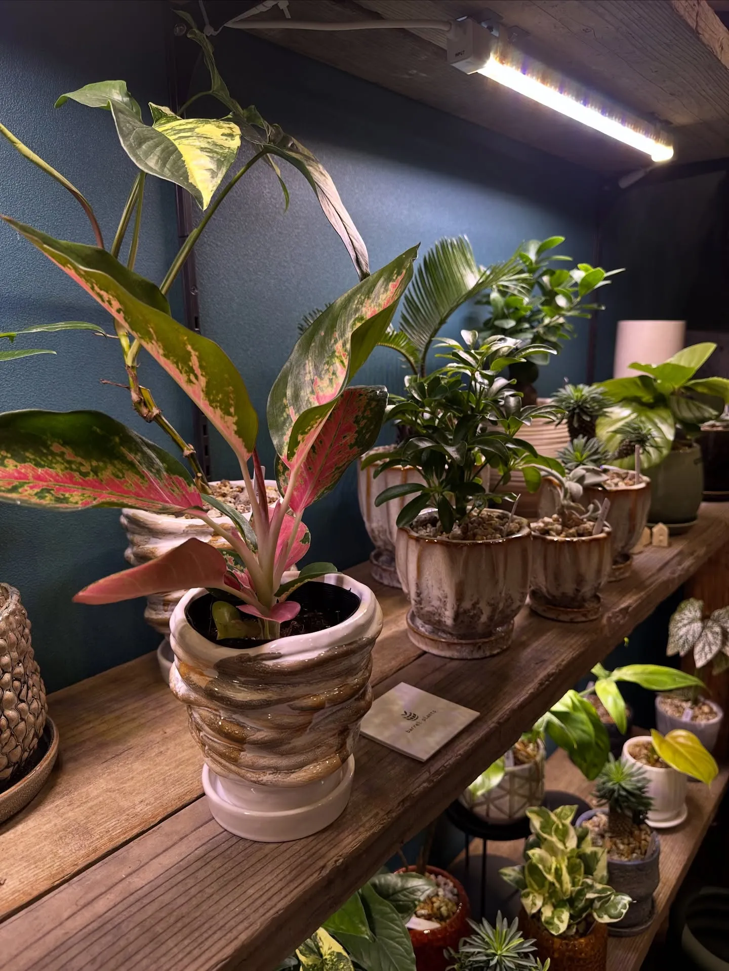 【こだわりの植物で、お部屋のインテリアをワンランク上にしませ...