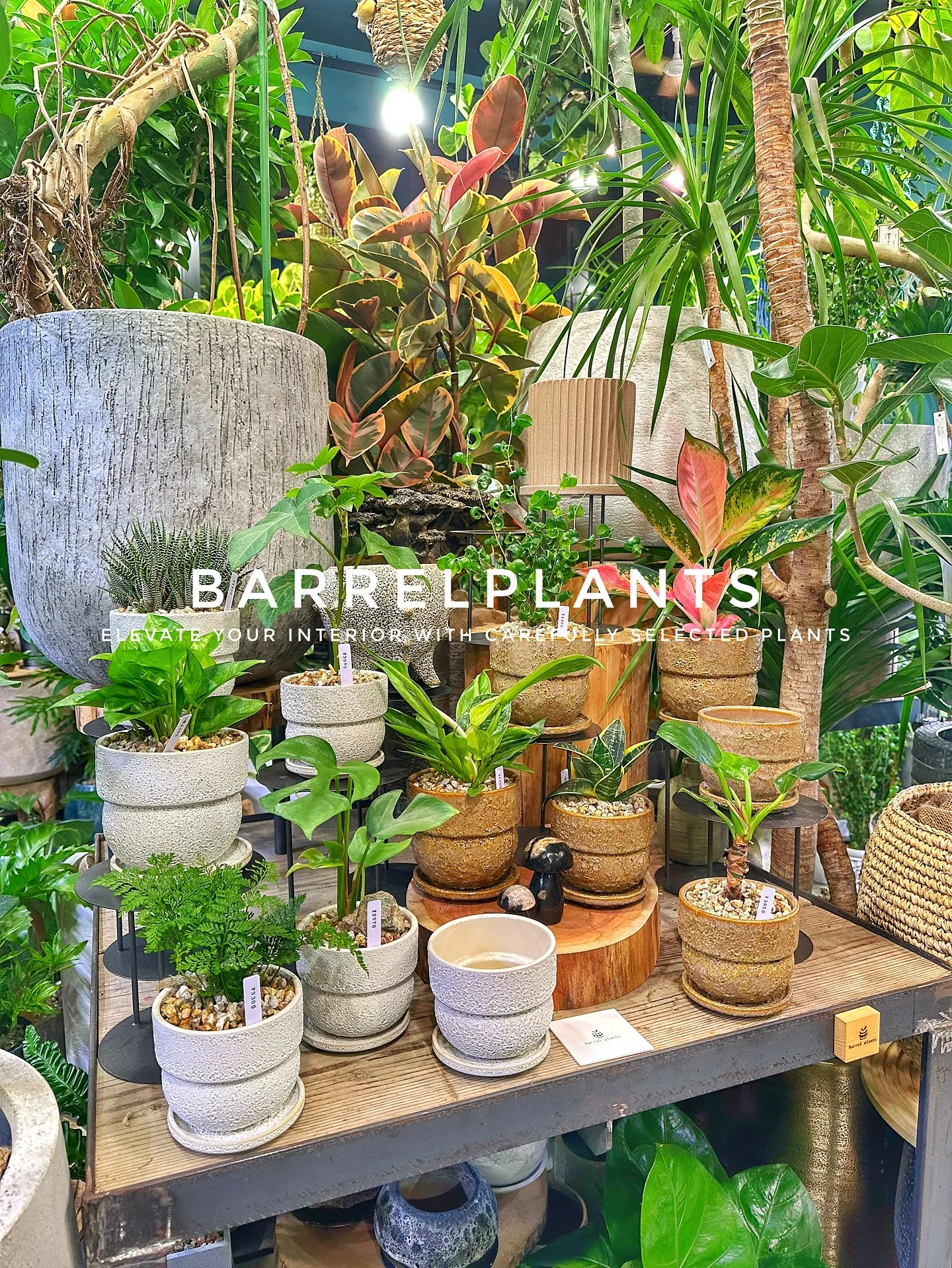 【こだわりの植物で、お部屋のインテリアをワンランク上にしませ...