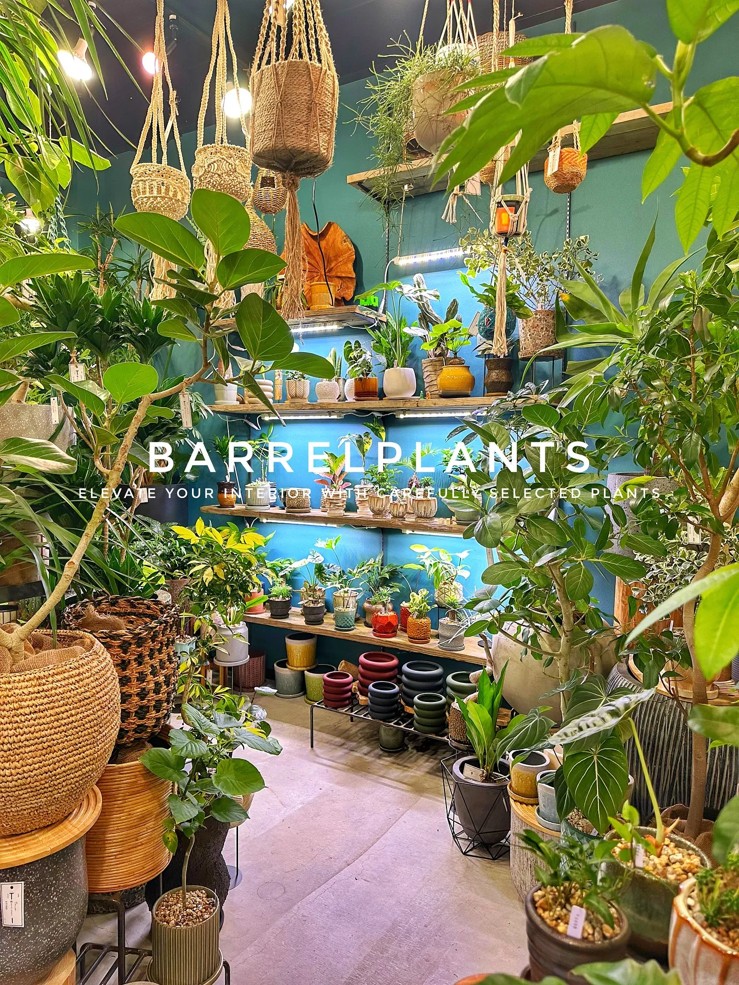 【こだわりの植物で、お部屋のインテリアをワンランク上にしませ...