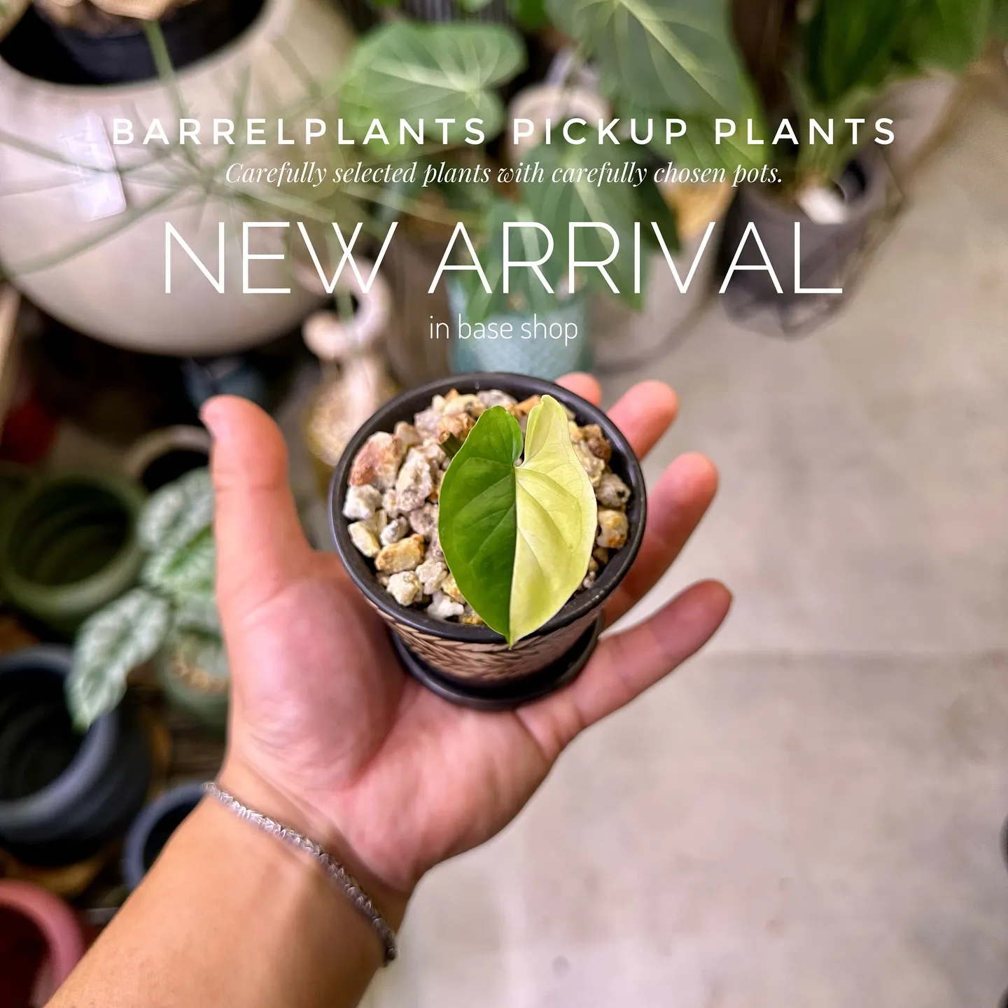 【barrelplantsのネットショッピングに商品大量追加...
