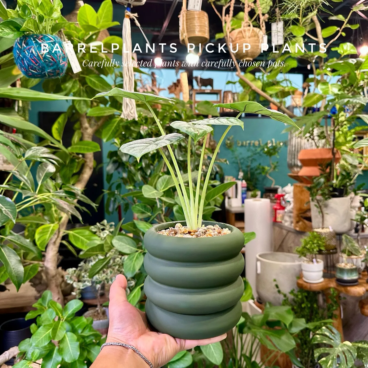 【barrelplantsのネットショッピングに商品大量追加...