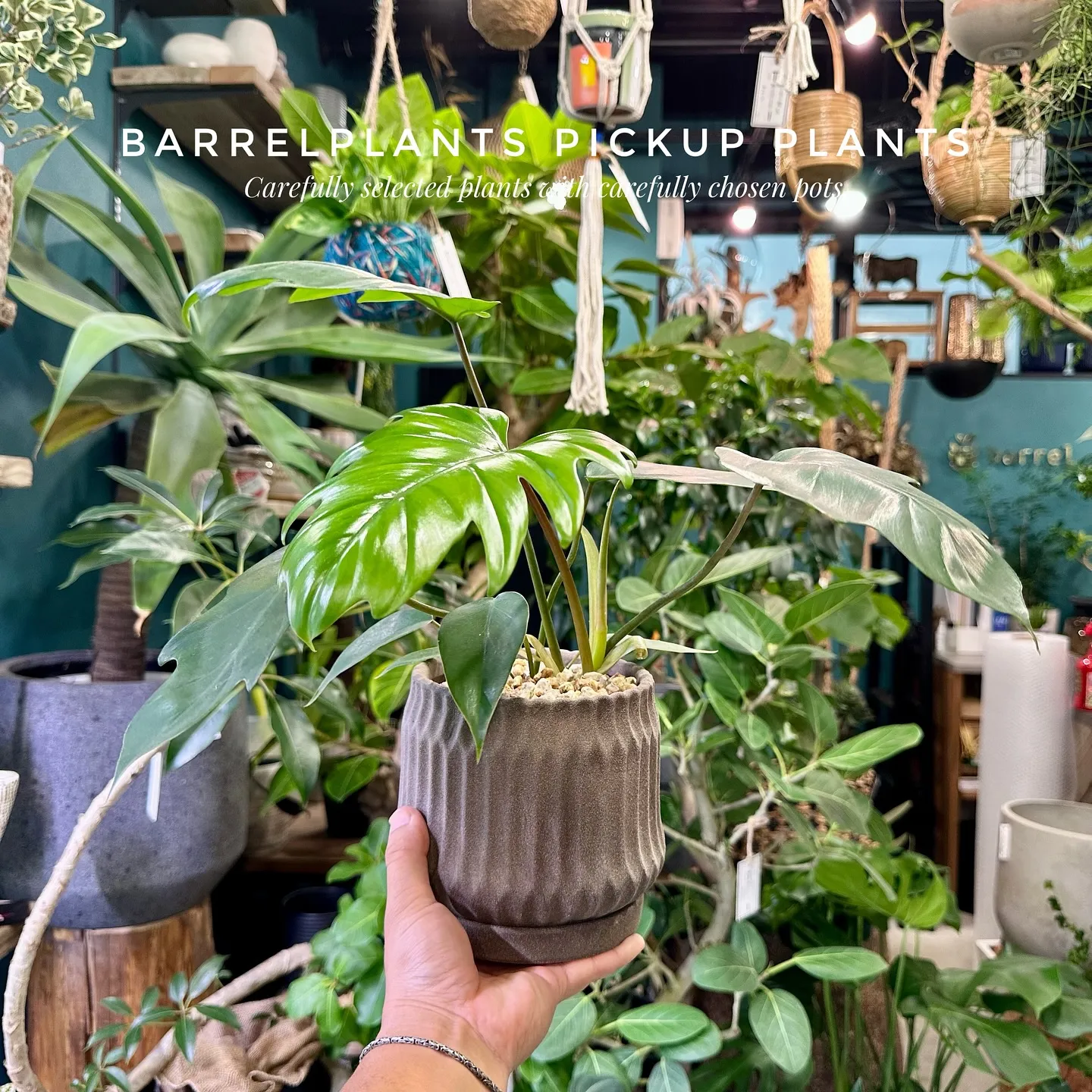 【barrelplantsのネットショッピングに商品大量追加...