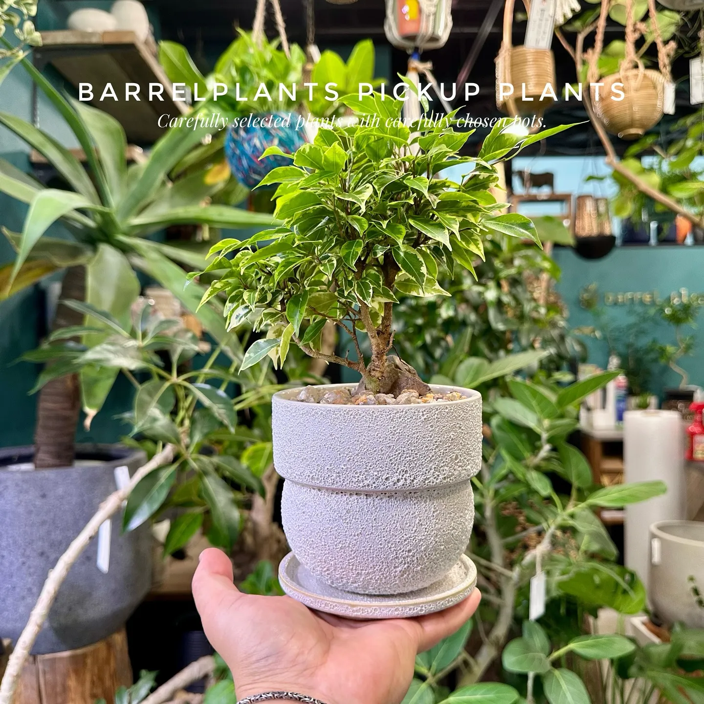 【barrelplantsのネットショッピングに商品大量追加...