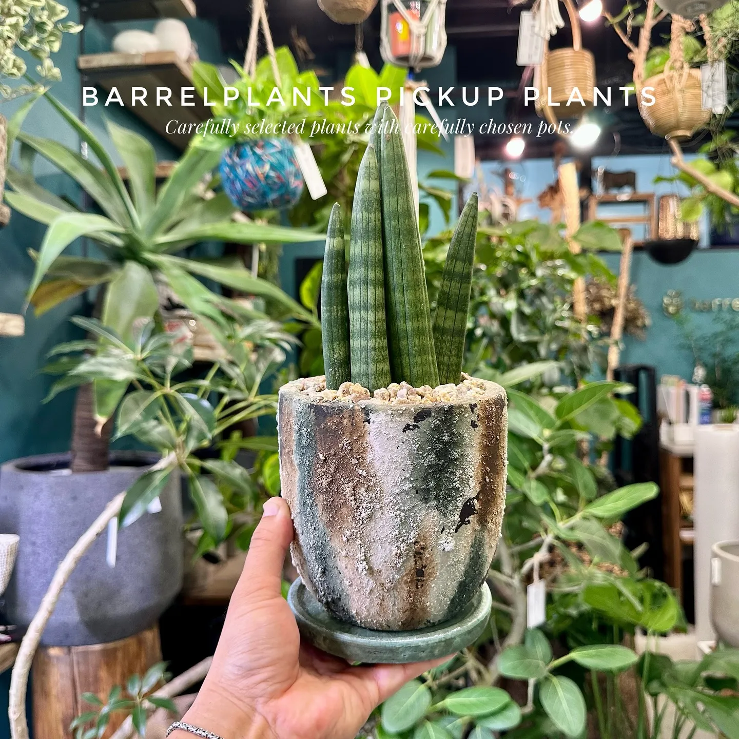 【barrelplantsのネットショッピングに商品大量追加...