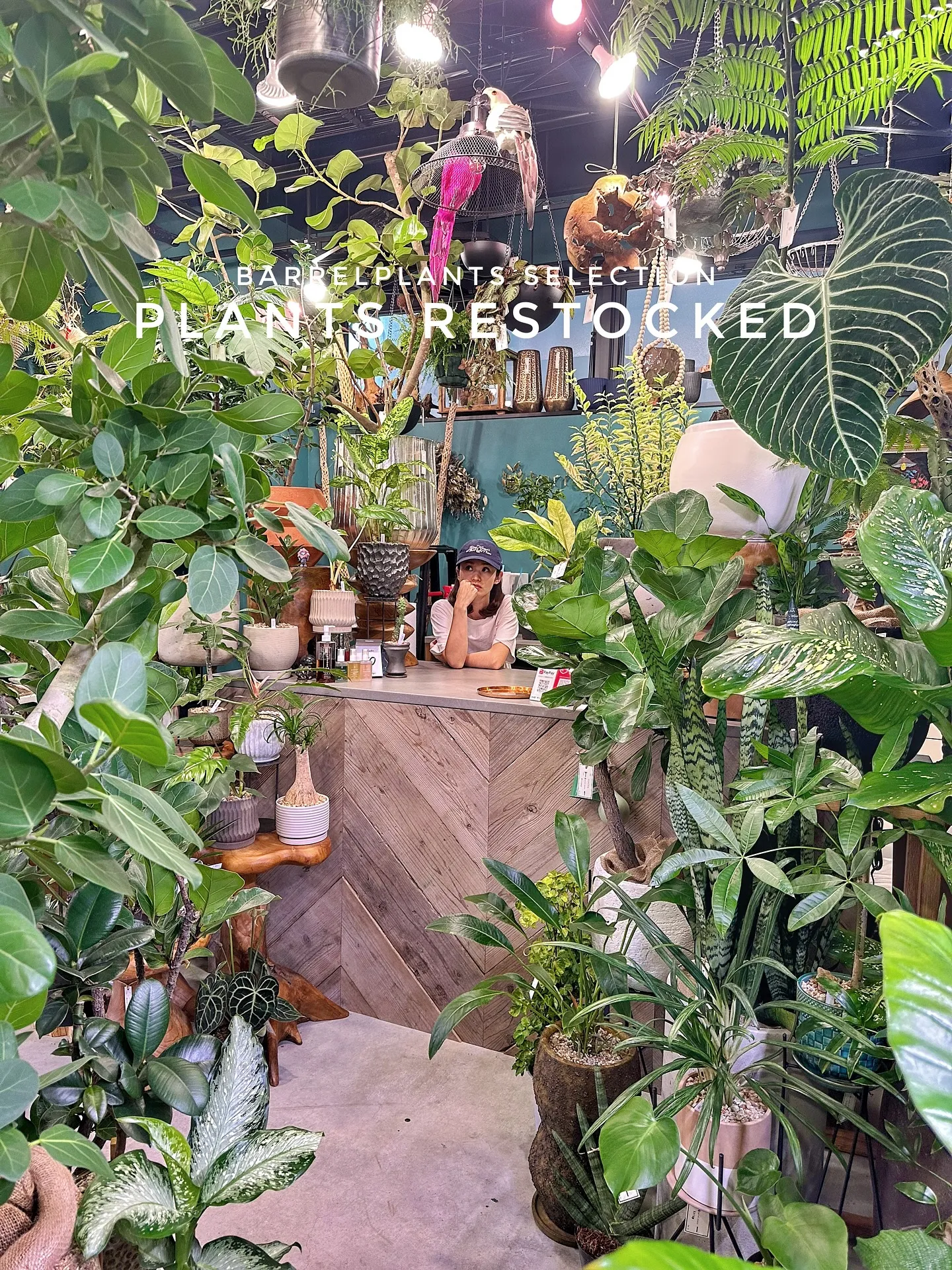 【こだわりの植物たくさん補充完了！植物専門店barrelpl...