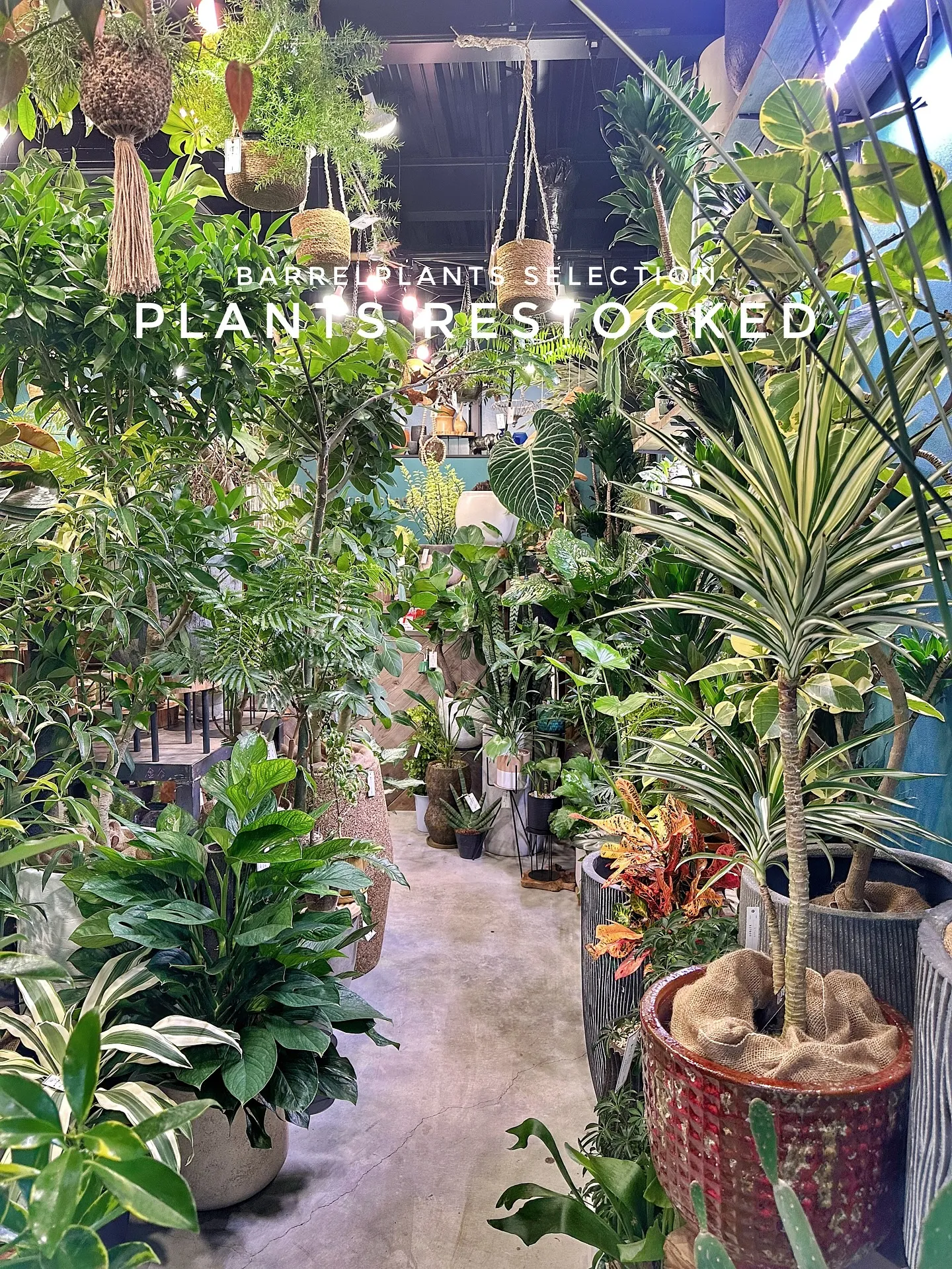 【こだわりの植物たくさん補充完了！植物専門店barrelpl...