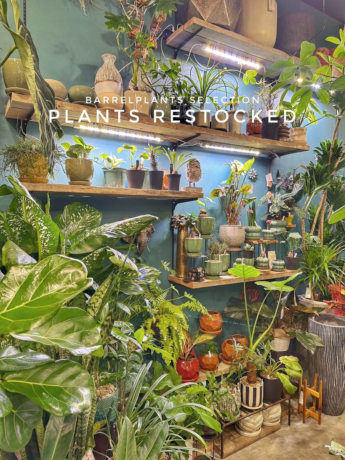 【こだわりの植物たくさん補充完了！植物専門店barrelpl...