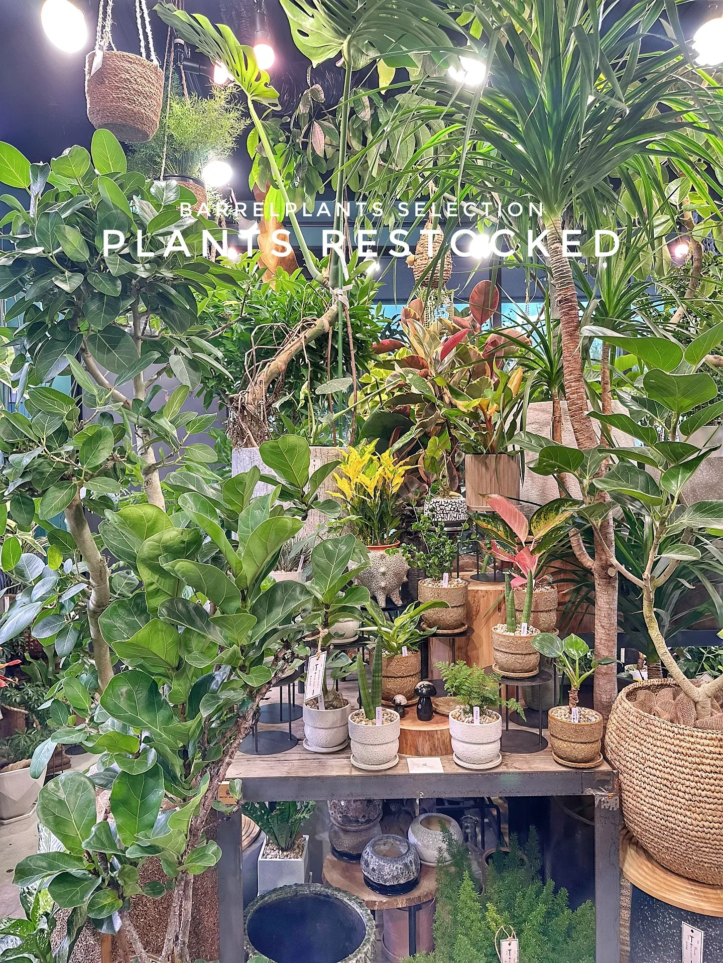 【こだわりの植物たくさん補充完了！植物専門店barrelpl...