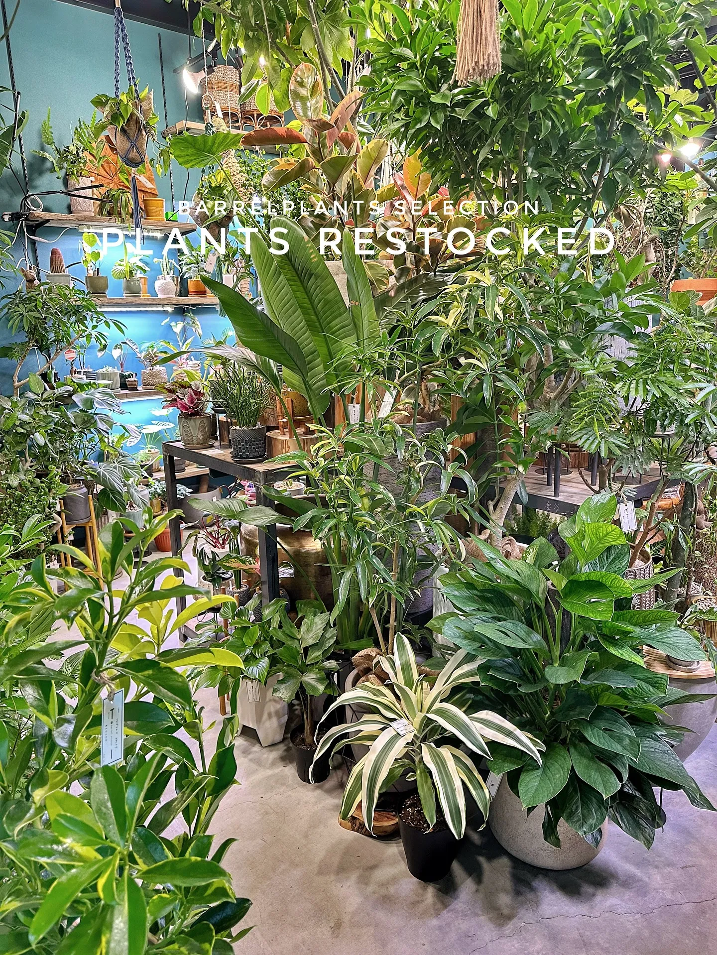 【こだわりの植物たくさん補充完了！植物専門店barrelpl...
