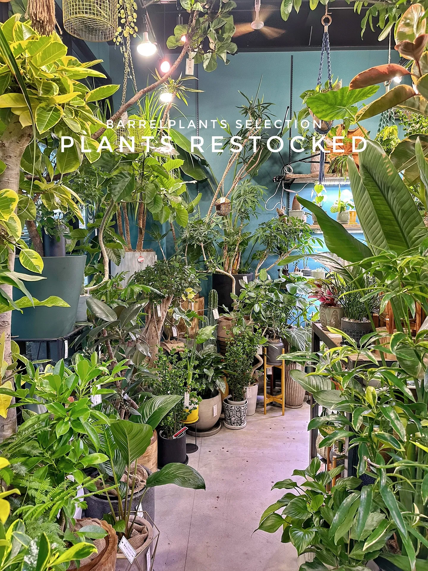 【こだわりの植物たくさん補充完了！植物専門店barrelpl...