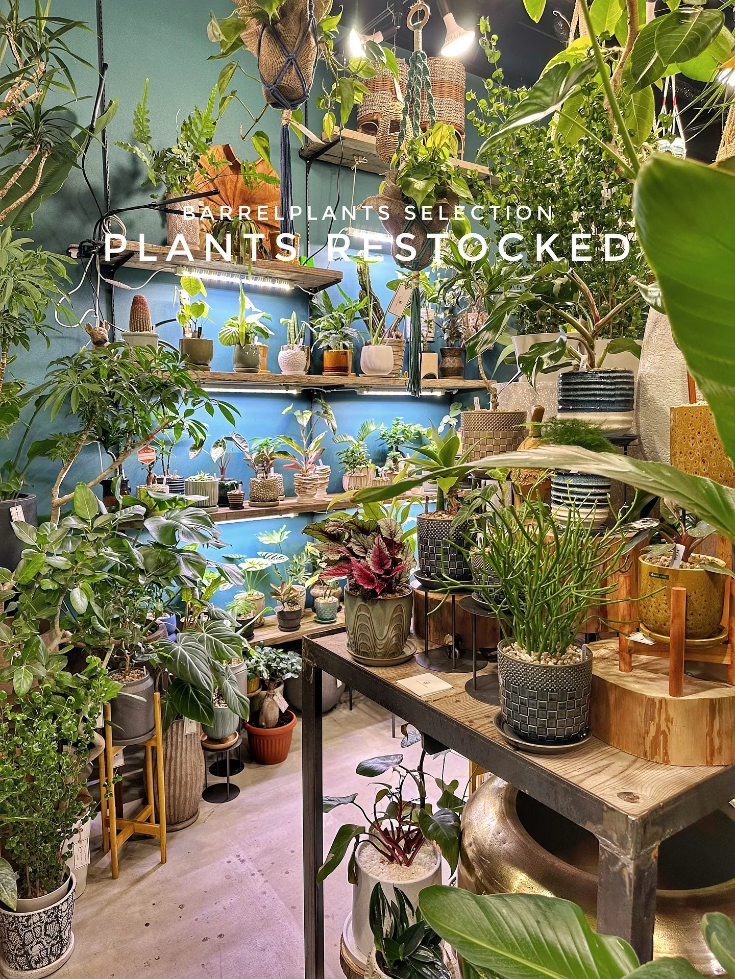 【こだわりの植物たくさん補充完了！植物専門店barrelpl...