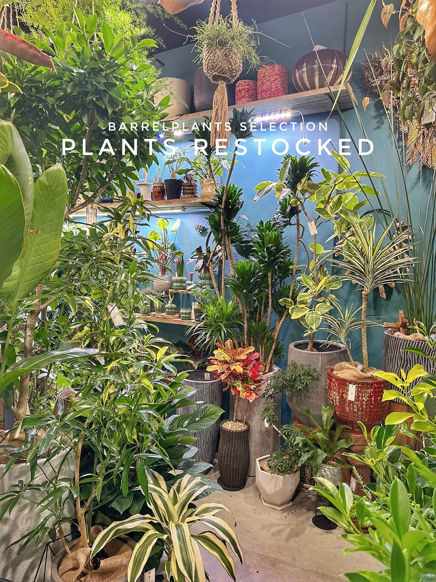 【こだわりの植物たくさん補充完了！植物専門店barrelpl...