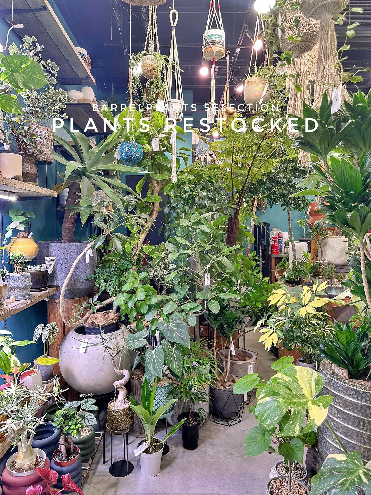 【こだわりの植物たくさん補充完了！植物専門店barrelpl...