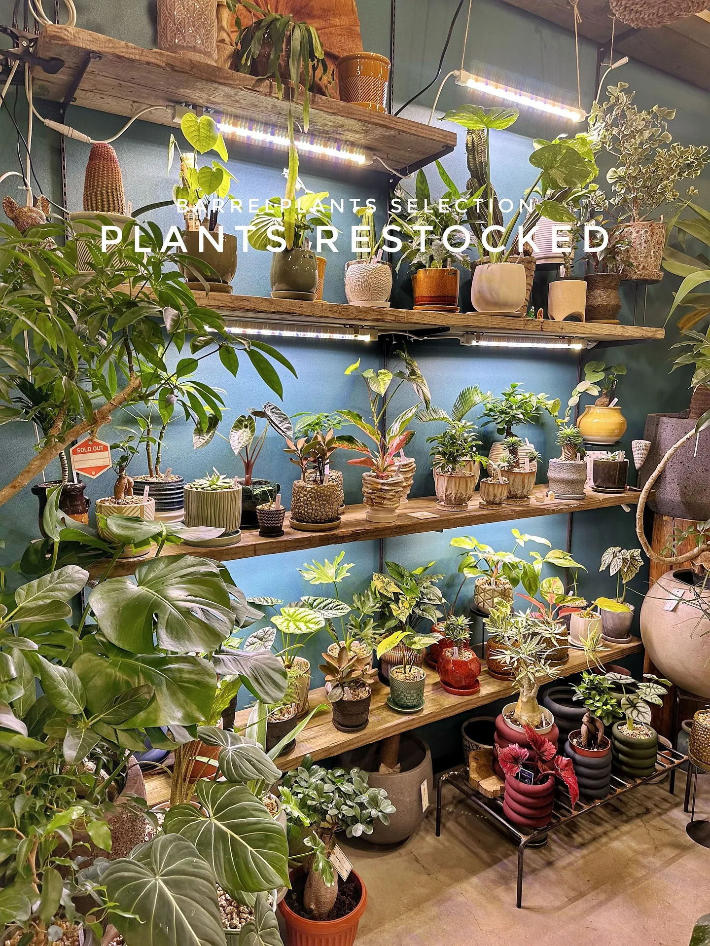 【こだわりの植物たくさん補充完了！植物専門店barrelpl...