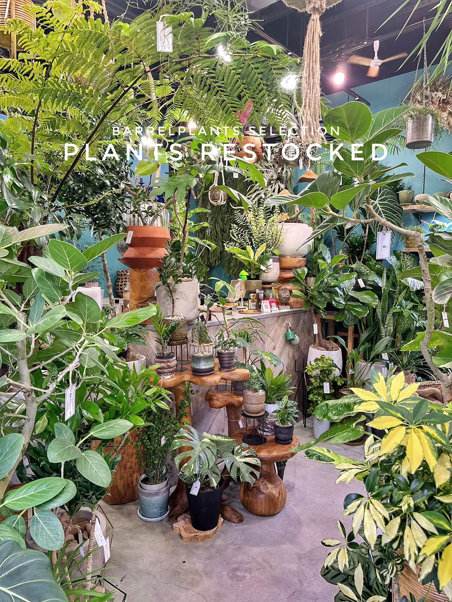 【こだわりの植物たくさん補充完了！植物専門店barrelpl...