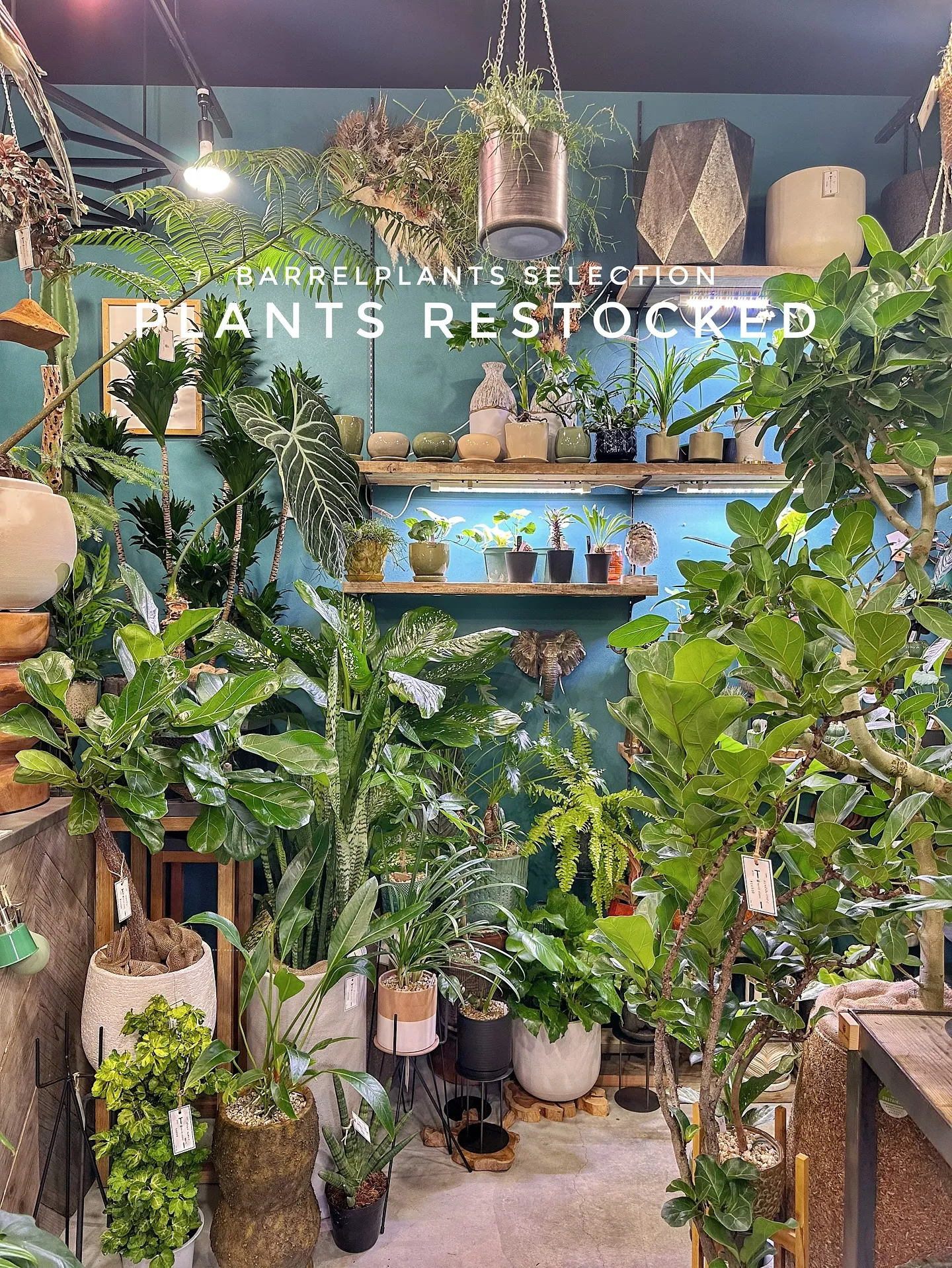 【こだわりの植物たくさん補充完了！植物専門店barrelpl...