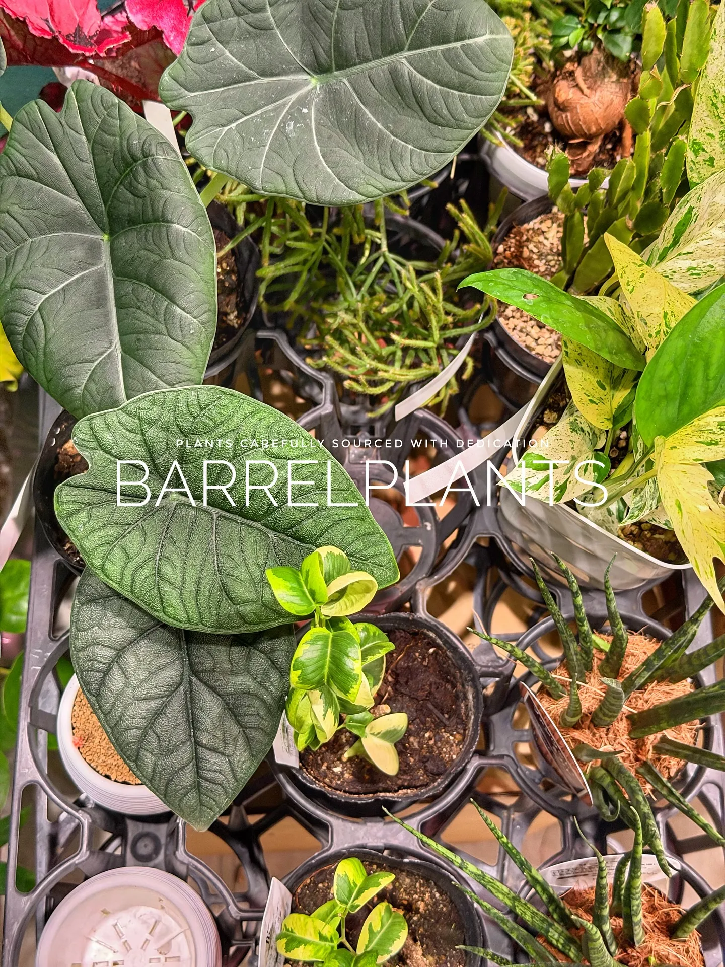 【先日の買い付けしてきた植物を一部ご紹介♪barrelpla...
