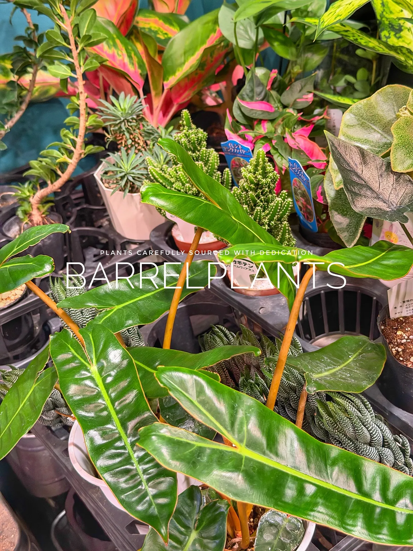 【先日の買い付けしてきた植物を一部ご紹介♪barrelpla...