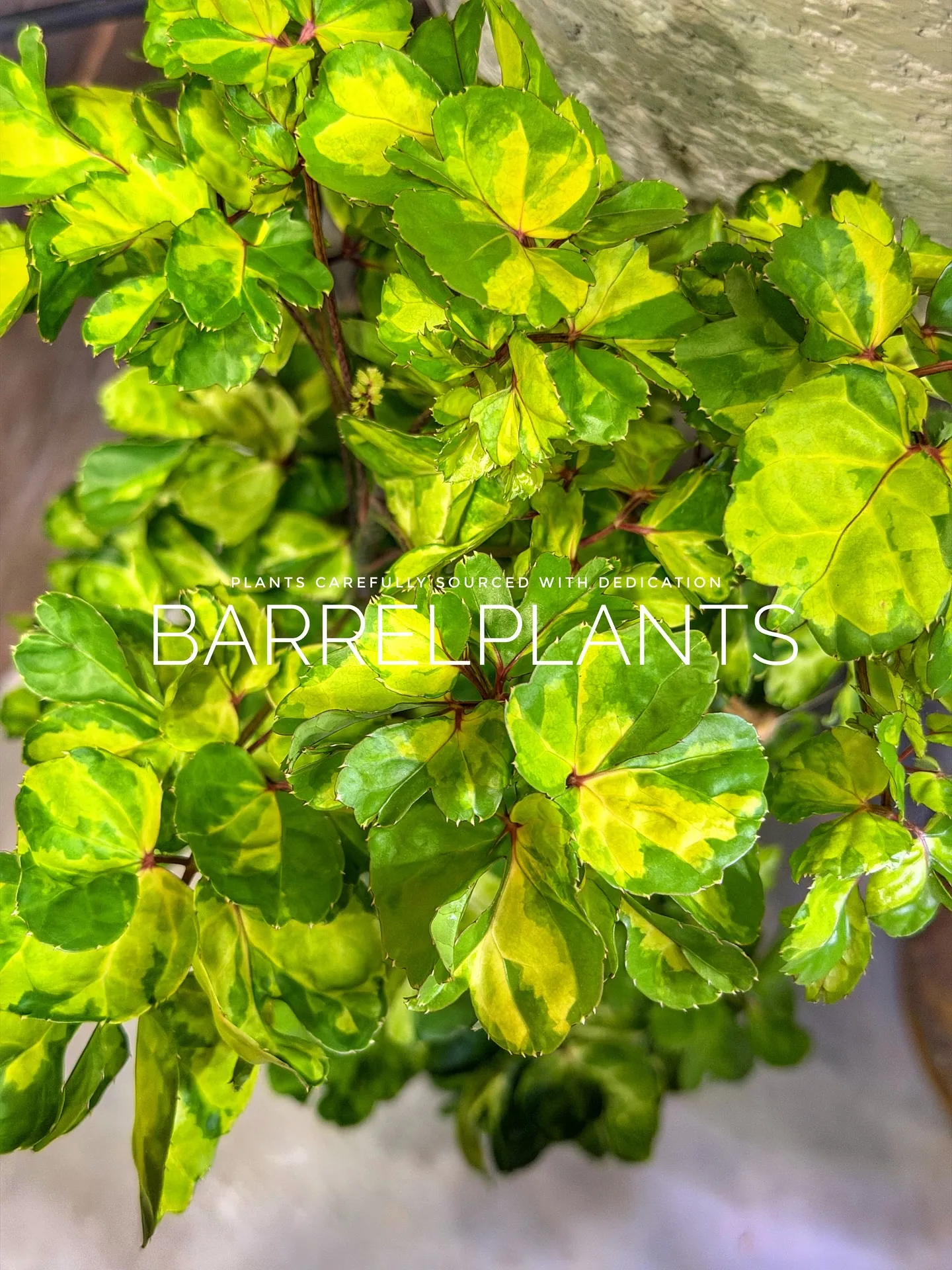 【先日の買い付けしてきた植物を一部ご紹介♪barrelpla...