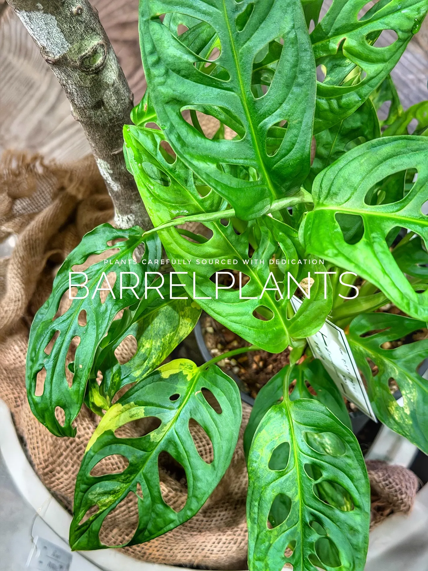 【先日の買い付けしてきた植物を一部ご紹介♪barrelpla...