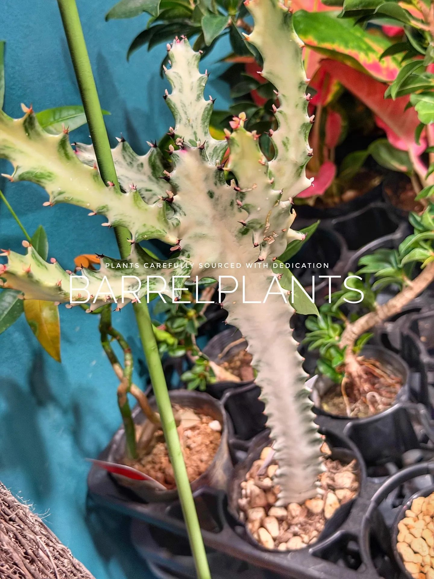 【先日の買い付けしてきた植物を一部ご紹介♪barrelpla...