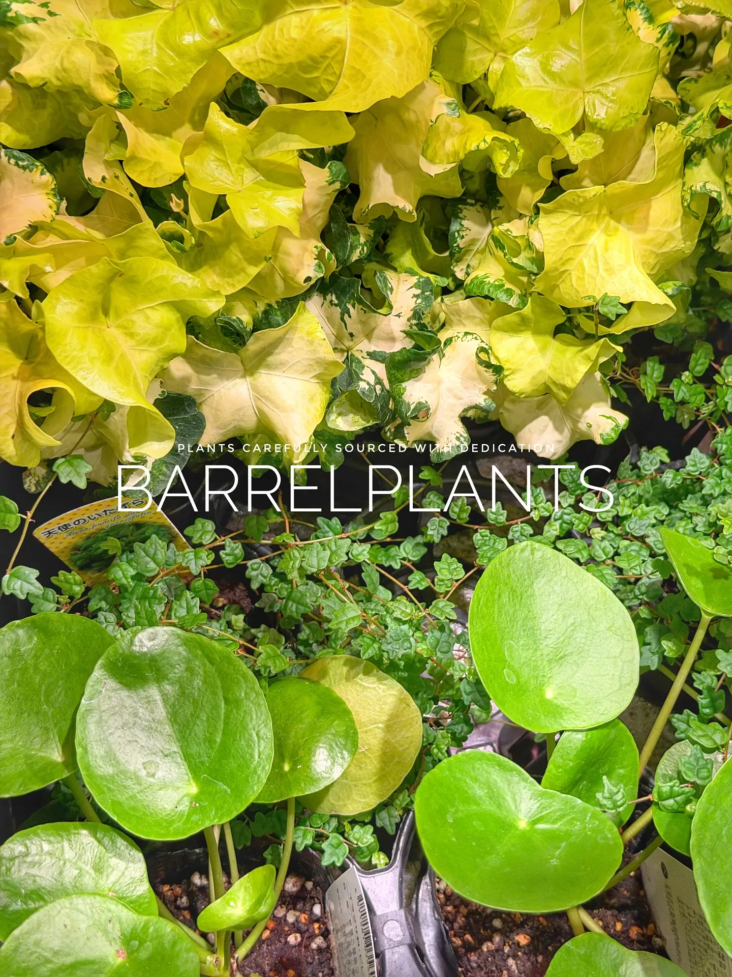 【先日の買い付けしてきた植物を一部ご紹介♪barrelpla...