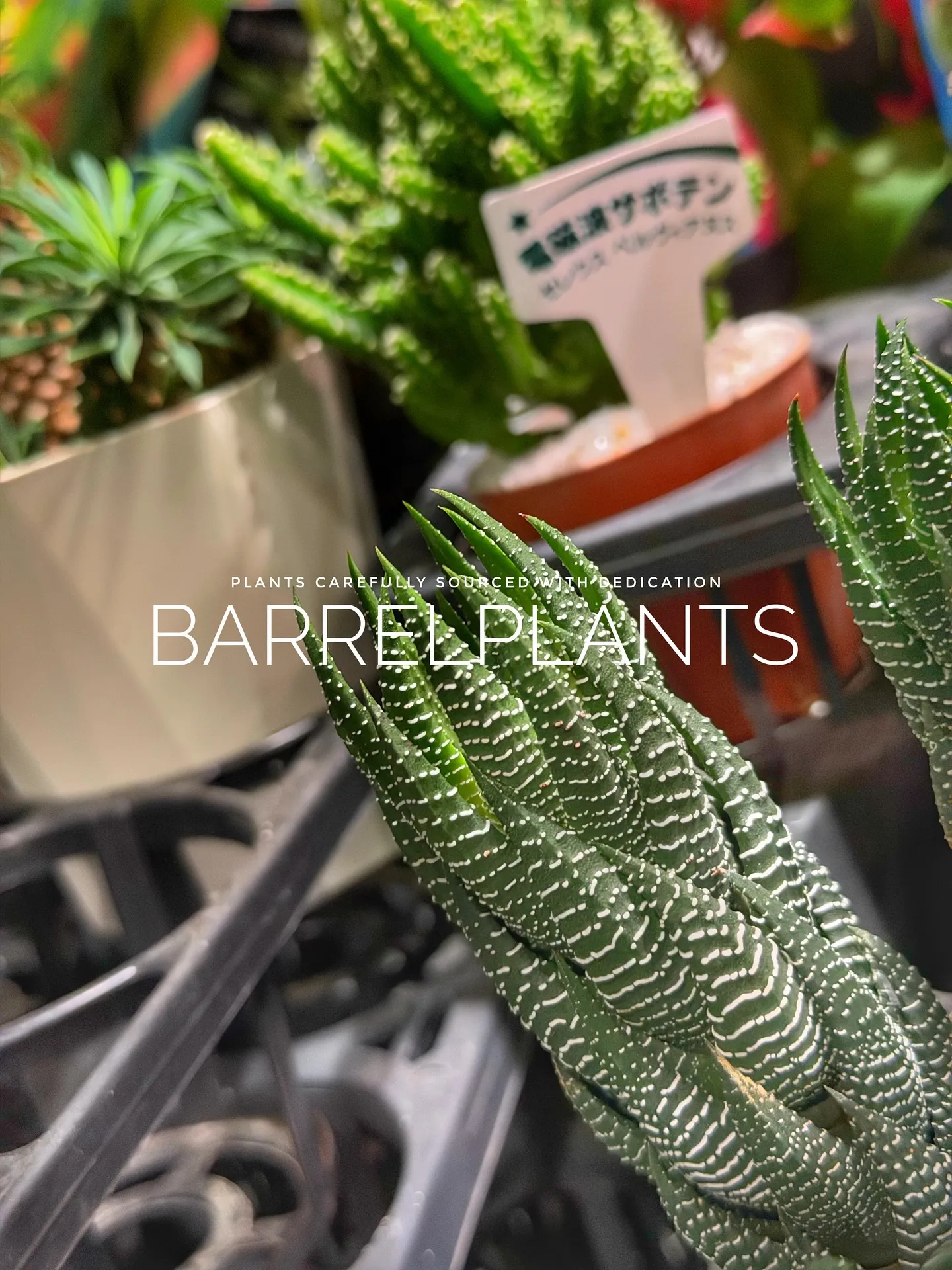 【先日の買い付けしてきた植物を一部ご紹介♪barrelpla...