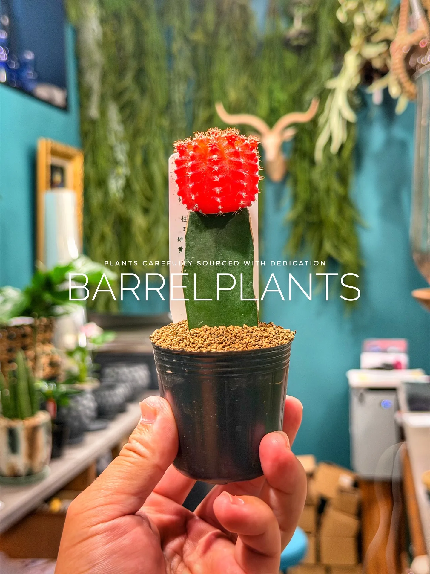 【先日の買い付けしてきた植物を一部ご紹介♪barrelpla...