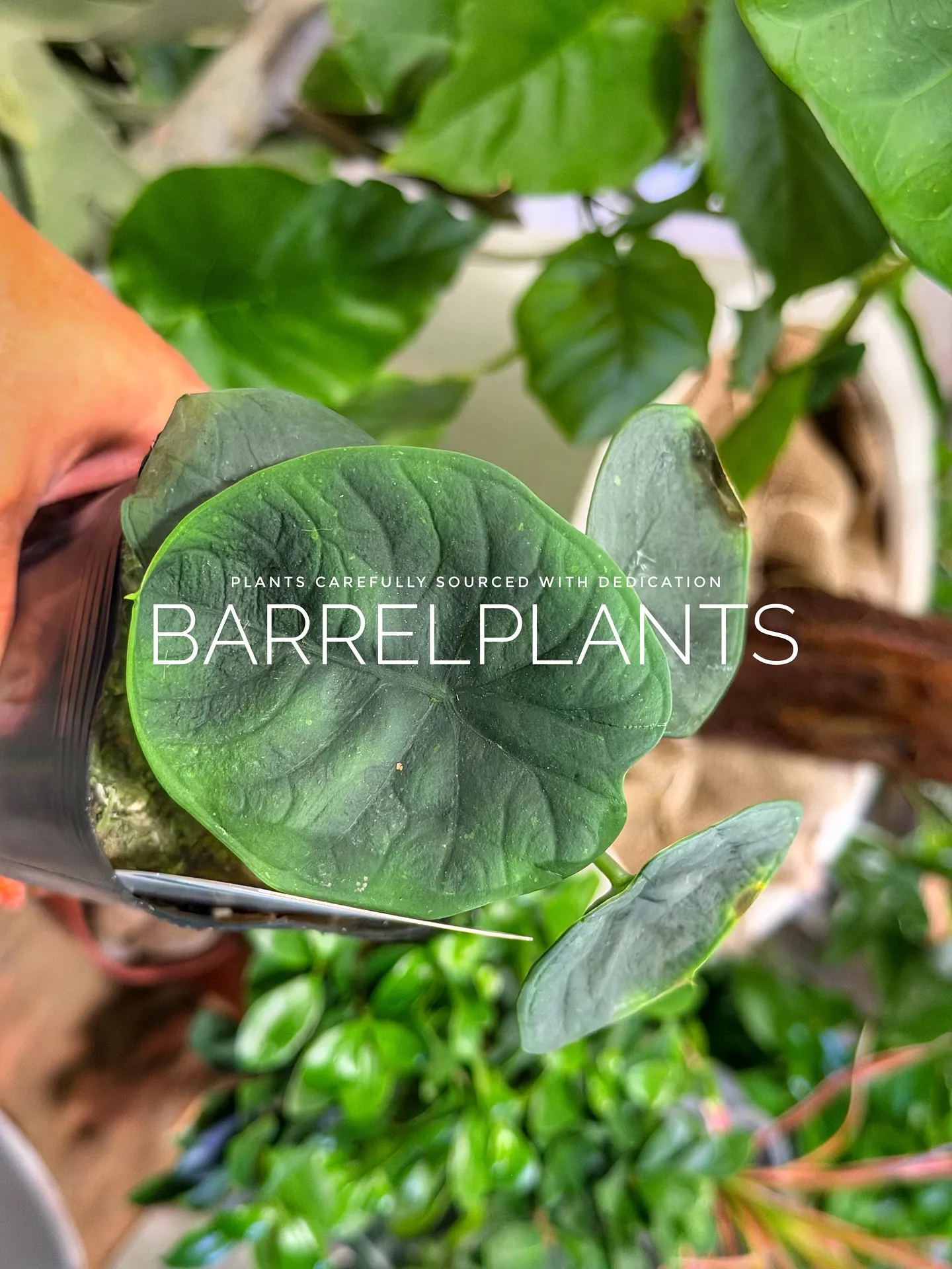 【先日の買い付けしてきた植物を一部ご紹介♪barrelpla...