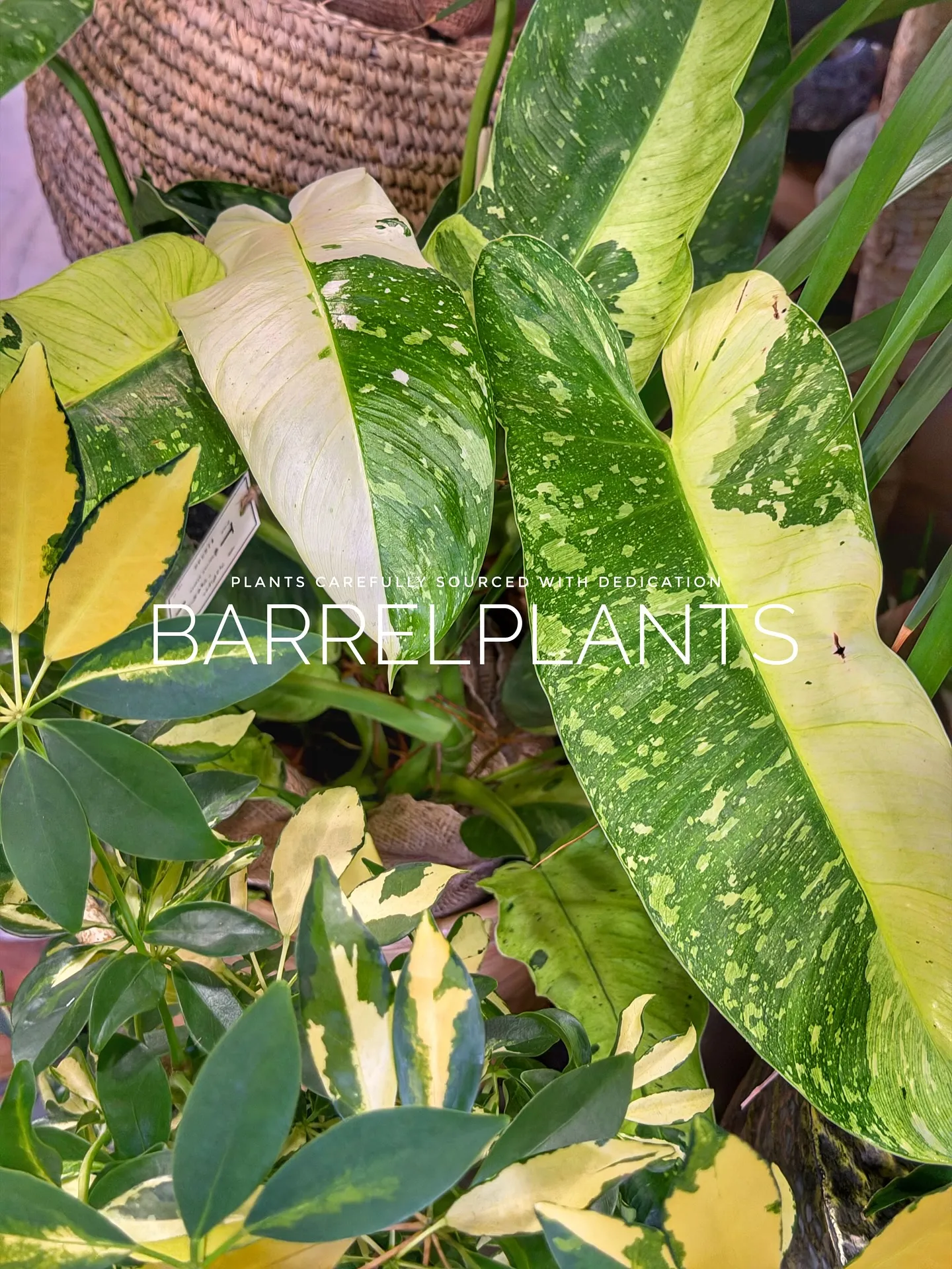 【先日の買い付けしてきた植物を一部ご紹介♪barrelpla...