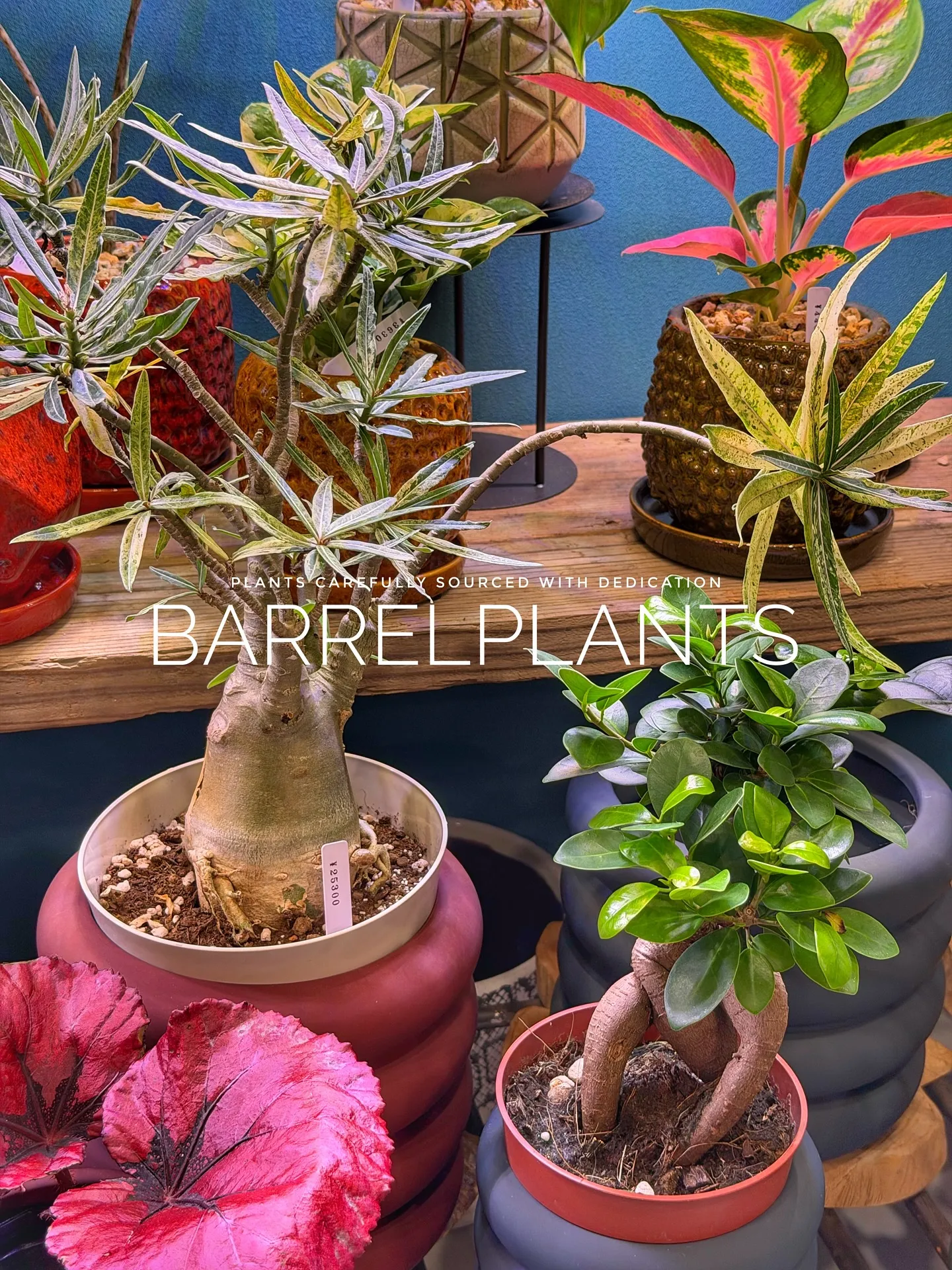 【先日の買い付けしてきた植物を一部ご紹介♪barrelpla...