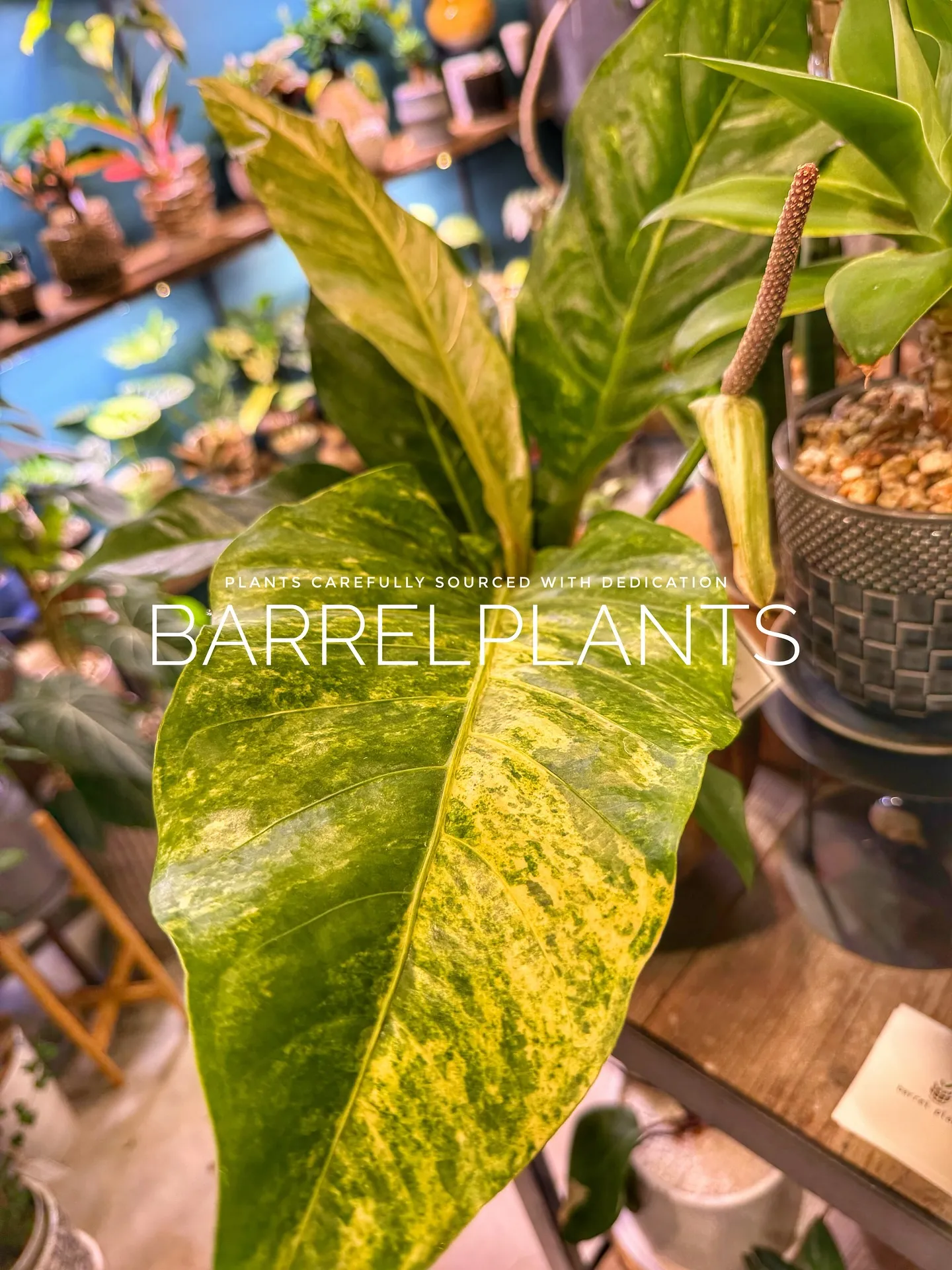 【先日の買い付けしてきた植物を一部ご紹介♪barrelpla...