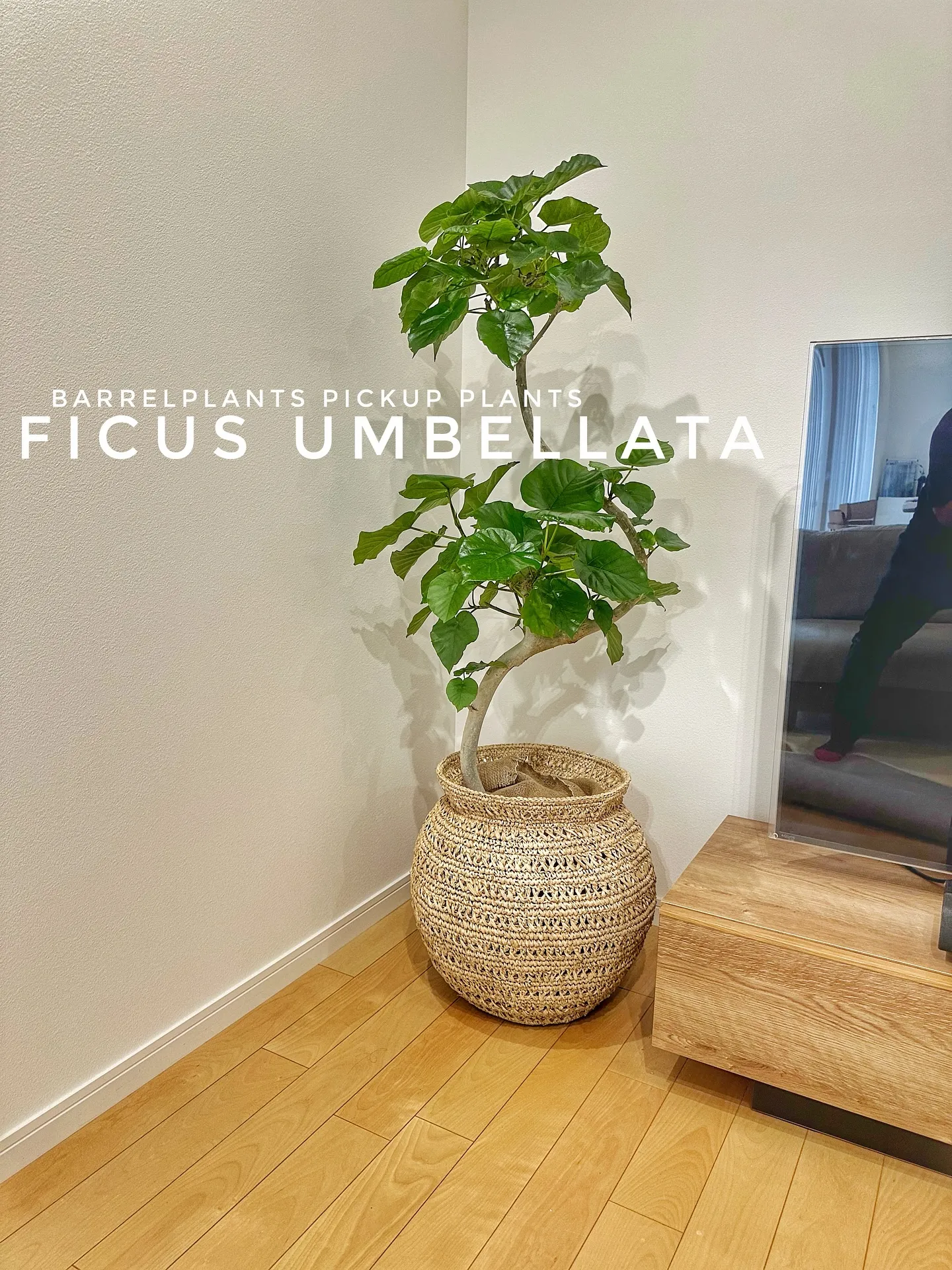 【初めて植物買いたいけど何買えばいいの？そんな時にオススメゴ...