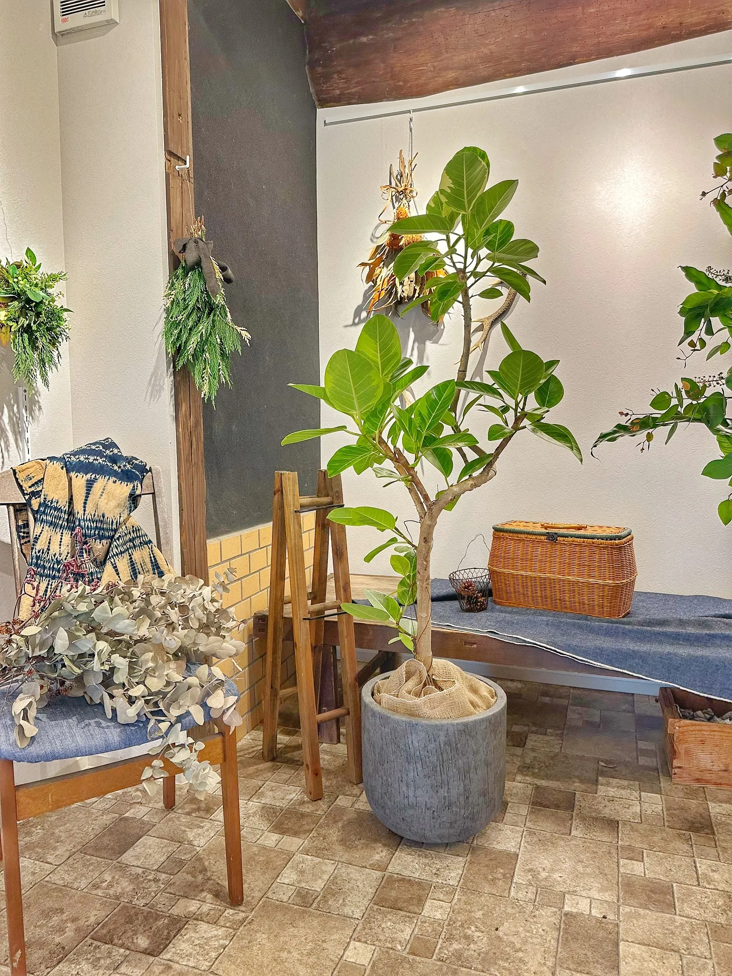 【初めて植物買いたいけど何買えばいいの？そんな時にオススメゴ...