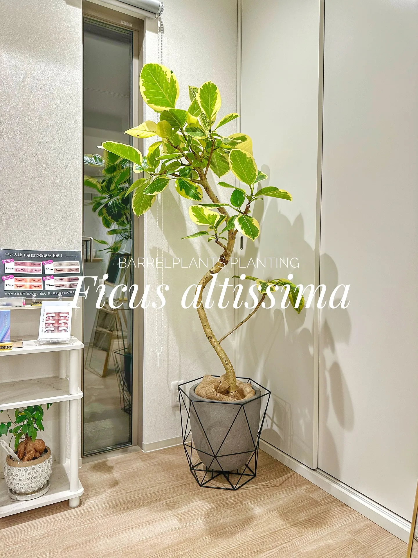 【初めて植物買いたいけど何買えばいいの？そんな時にオススメゴ...