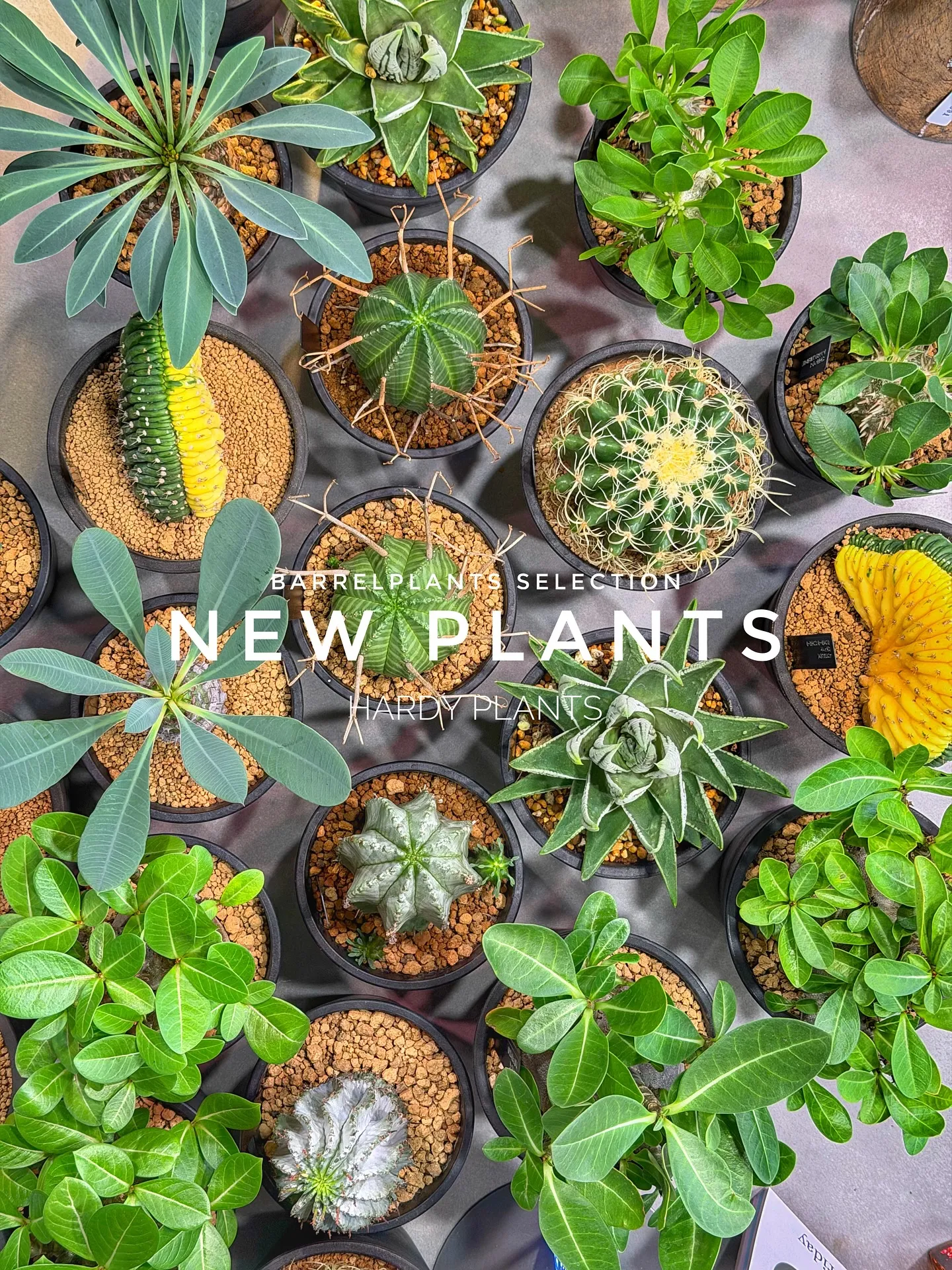 【コーデックス系大量入荷！植物専門店barrelplants...