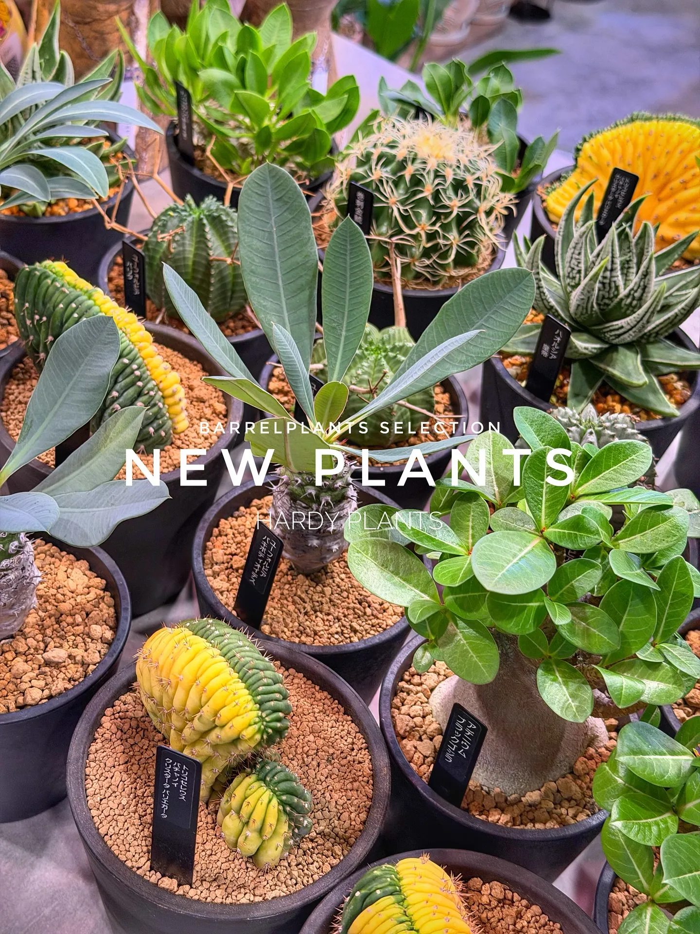 【コーデックス系大量入荷！植物専門店barrelplants...