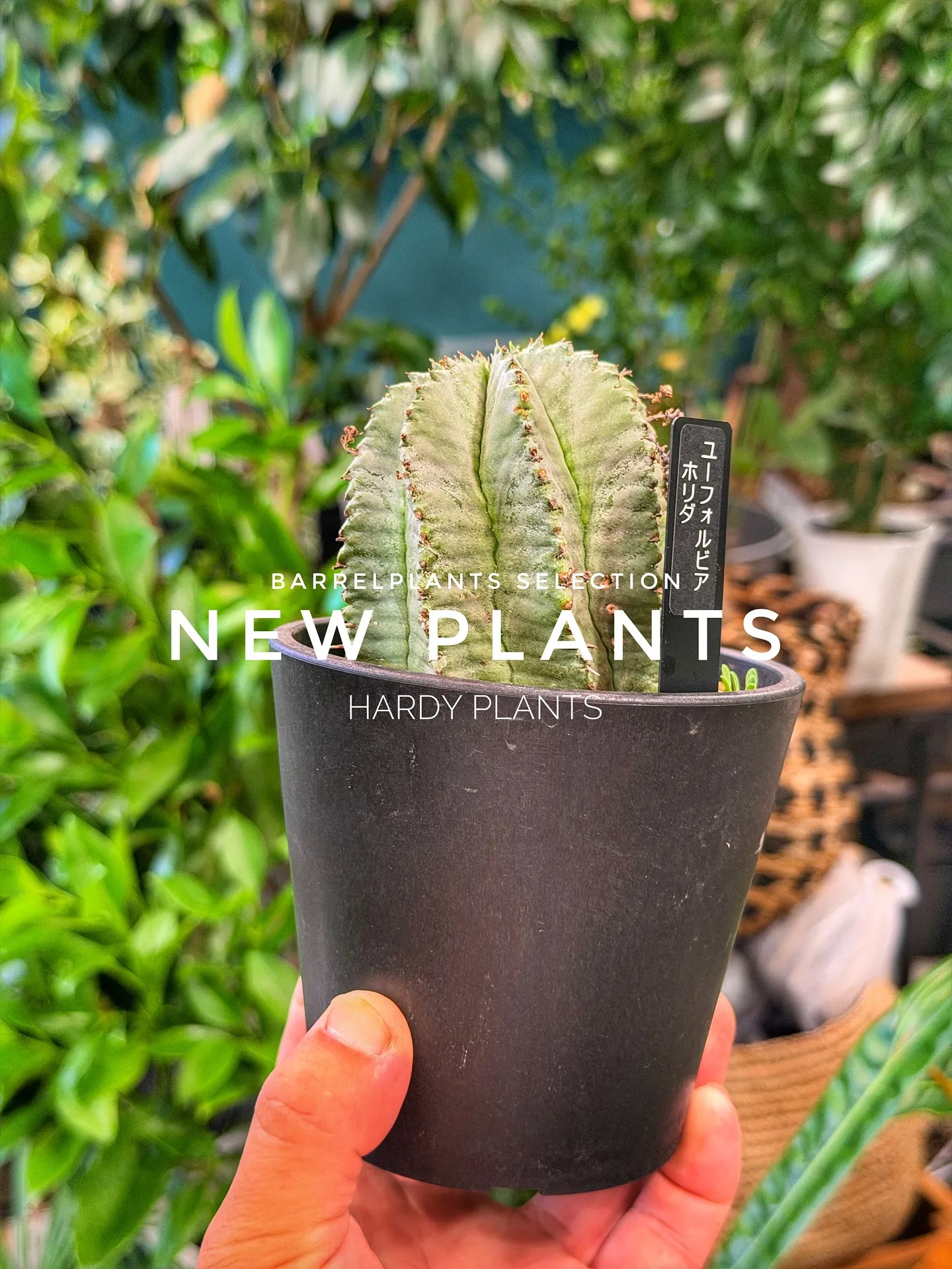 【コーデックス系大量入荷！植物専門店barrelplants...