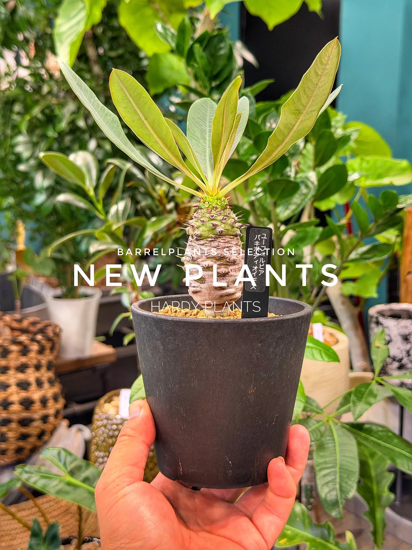 【コーデックス系大量入荷！植物専門店barrelplants...