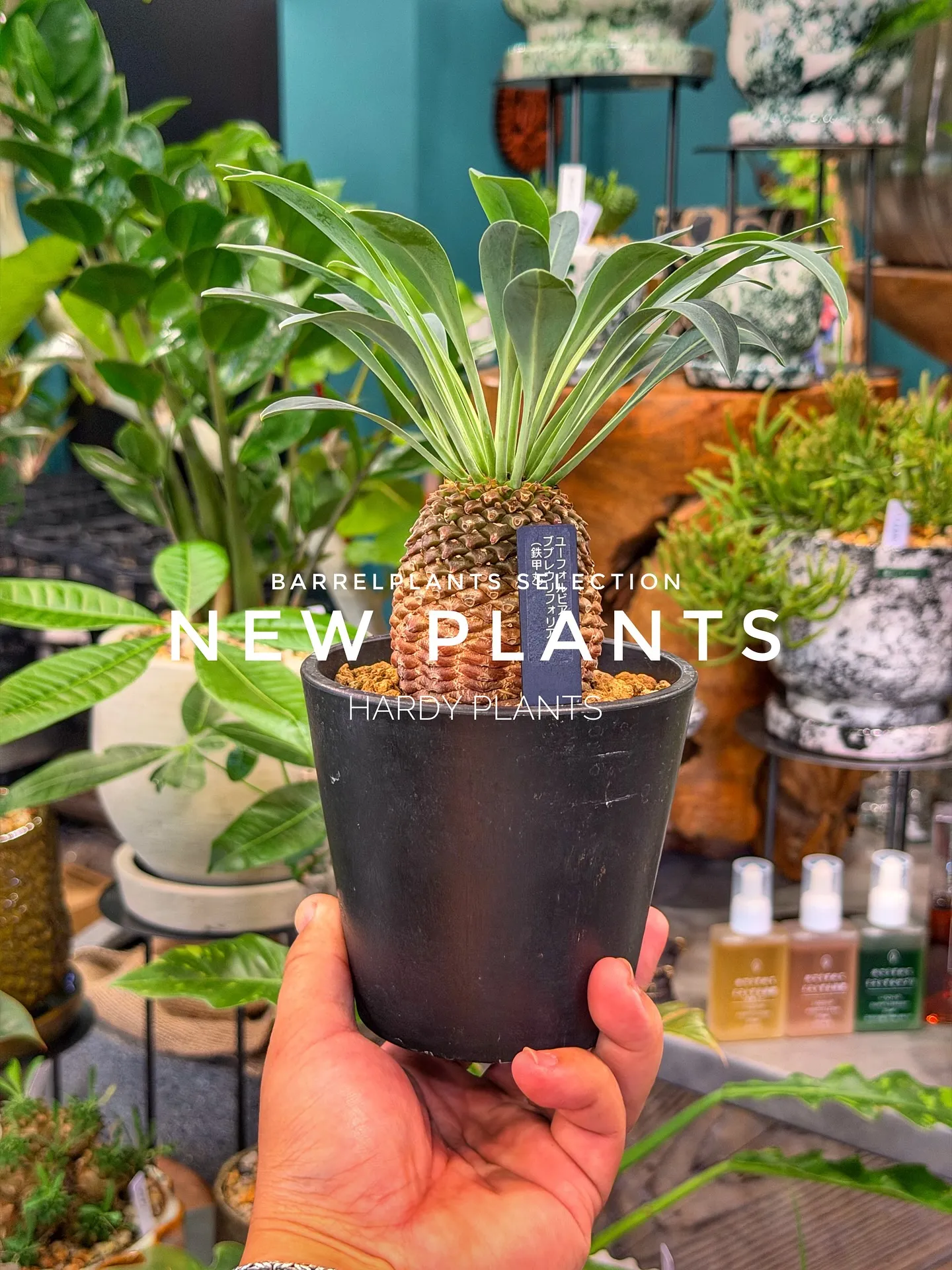 【コーデックス系大量入荷！植物専門店barrelplants...