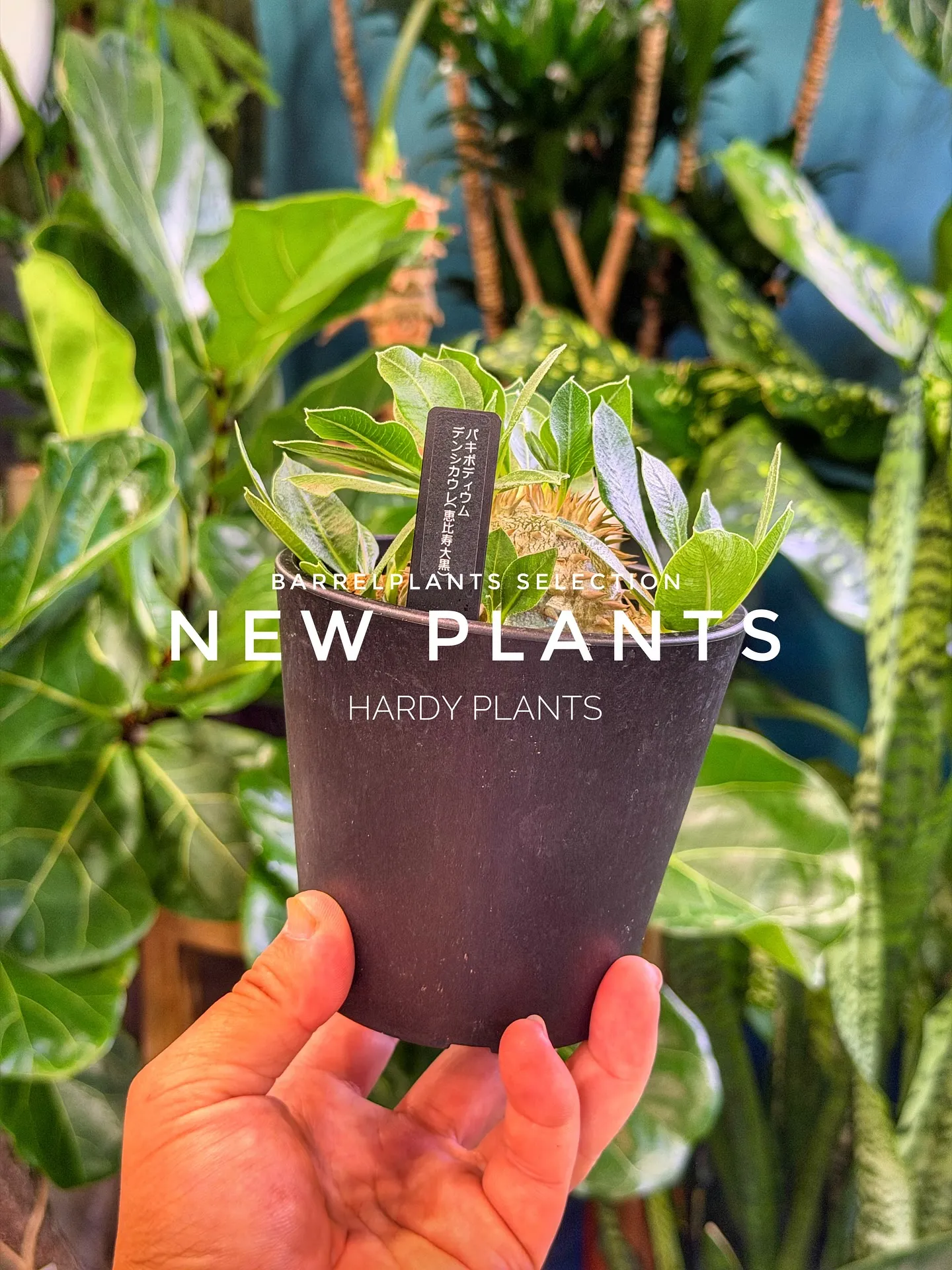 【コーデックス系大量入荷！植物専門店barrelplants...