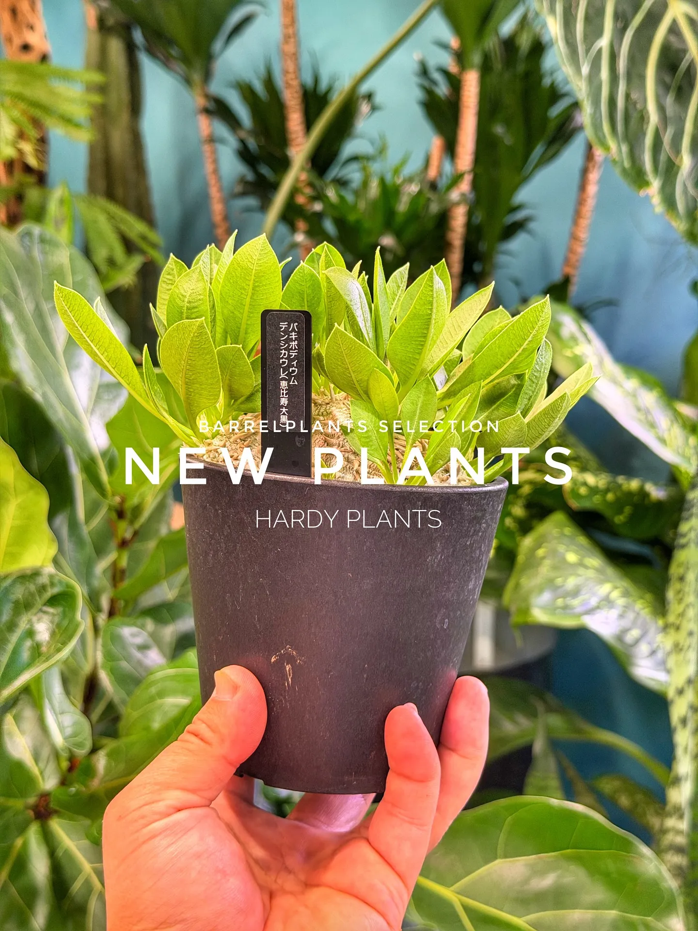 【コーデックス系大量入荷！植物専門店barrelplants...
