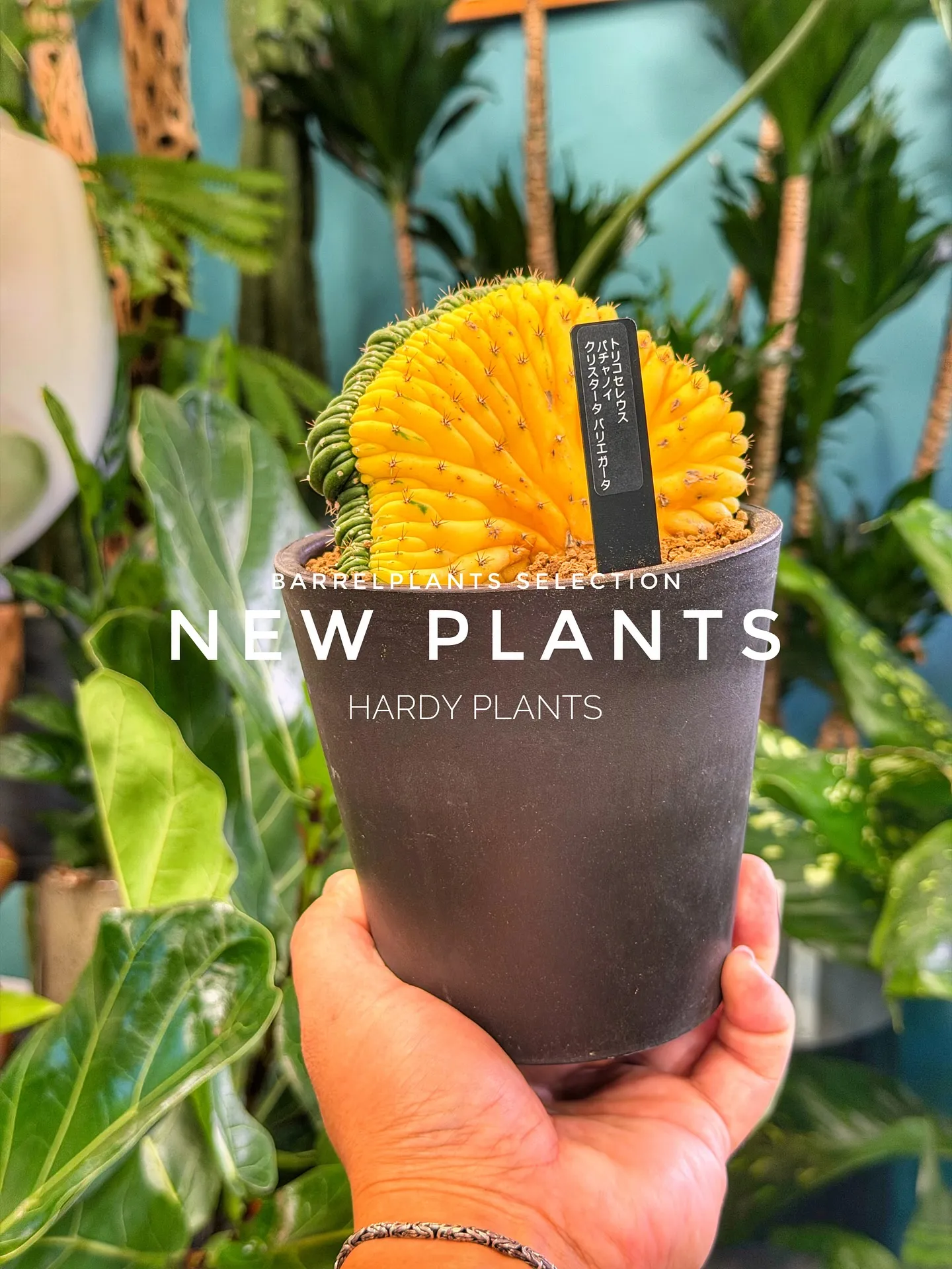 【コーデックス系大量入荷！植物専門店barrelplants...