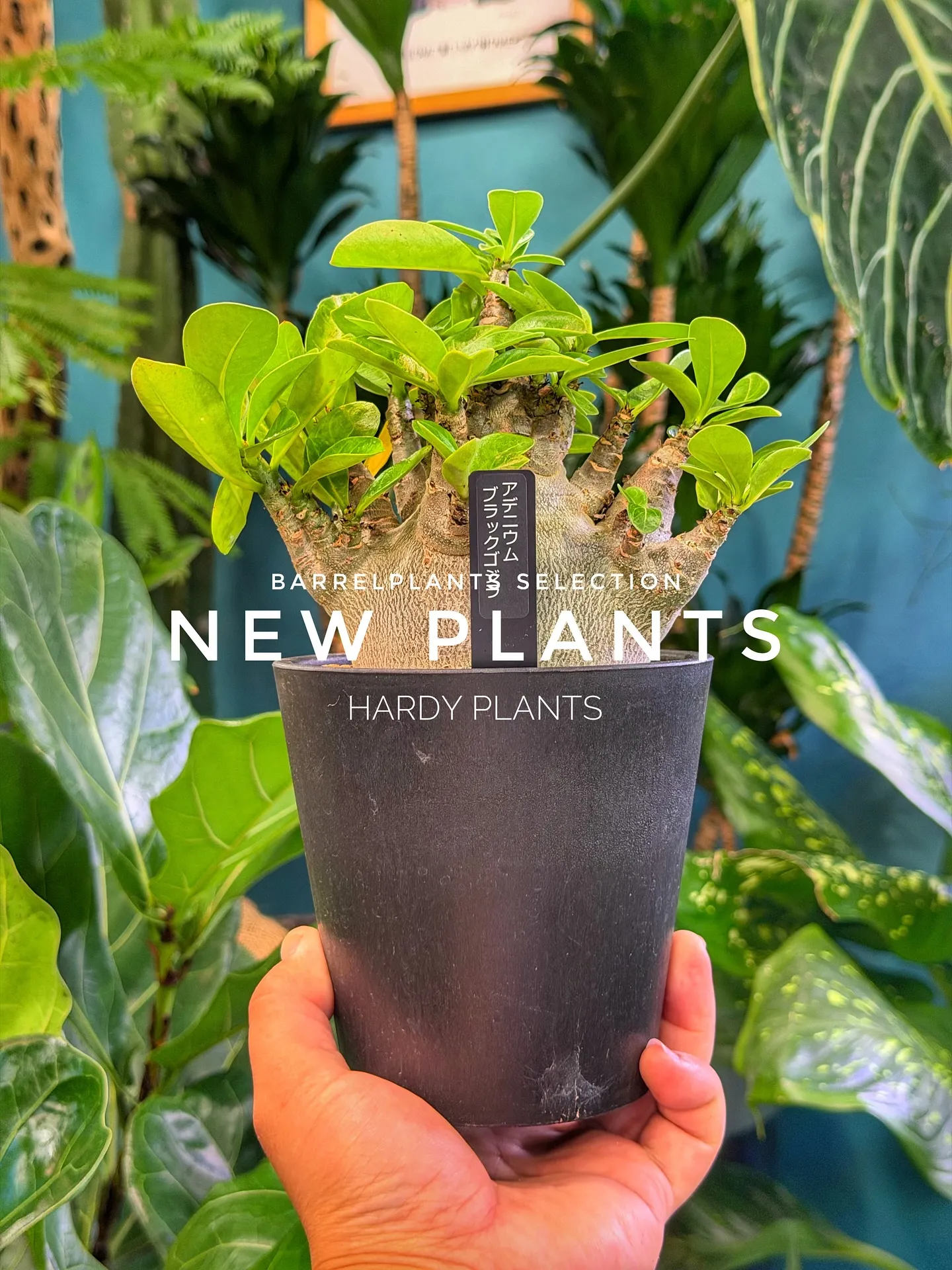 【コーデックス系大量入荷！植物専門店barrelplants...