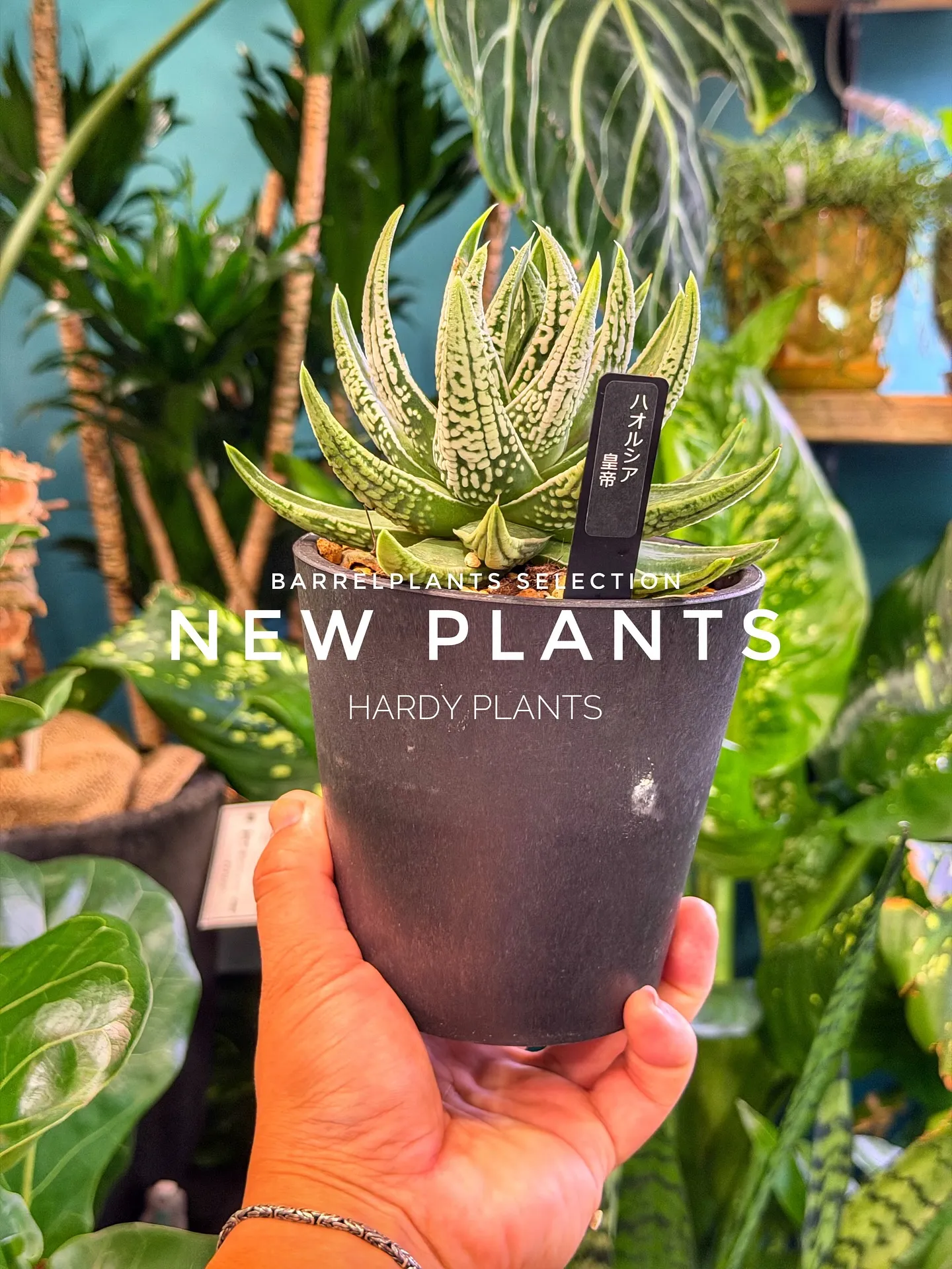 【コーデックス系大量入荷！植物専門店barrelplants...