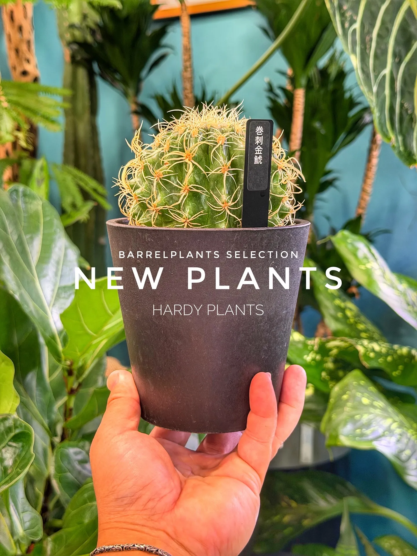 【コーデックス系大量入荷！植物専門店barrelplants...