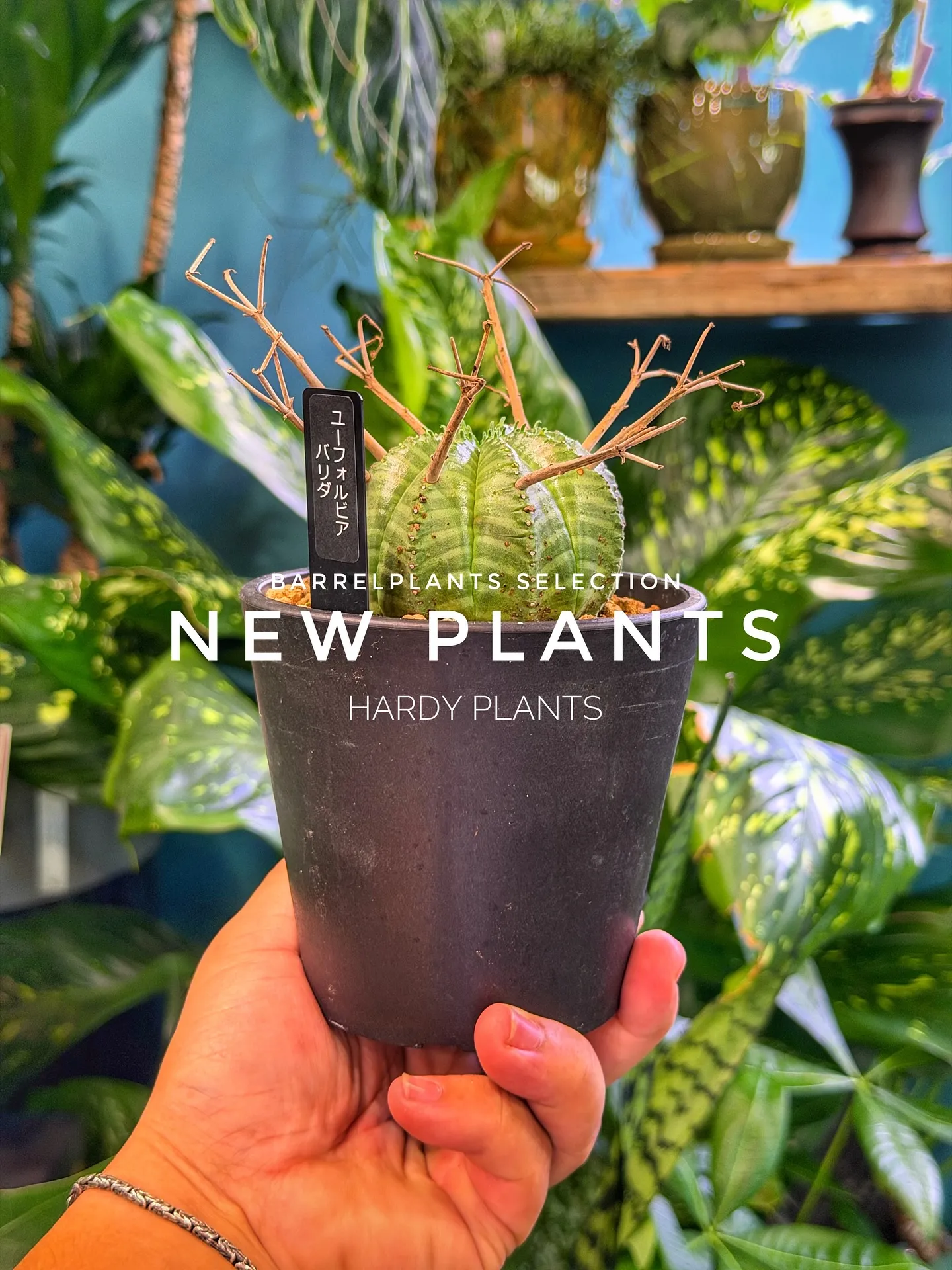 【コーデックス系大量入荷！植物専門店barrelplants...