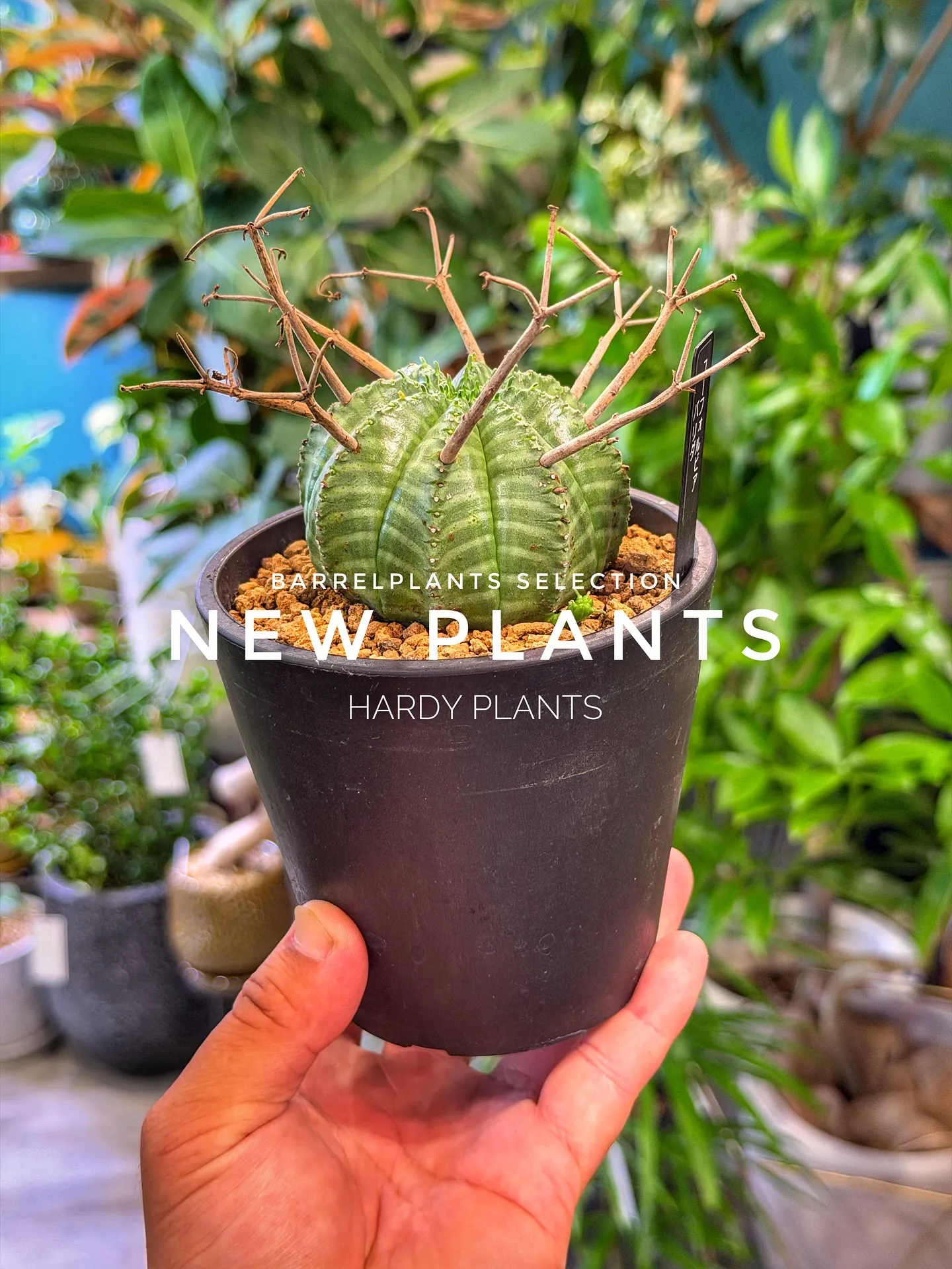 【コーデックス系大量入荷！植物専門店barrelplants...