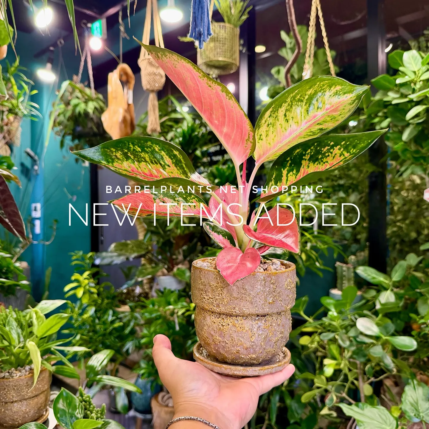 【植物専門店barrelplants、ネットショップに植物大...