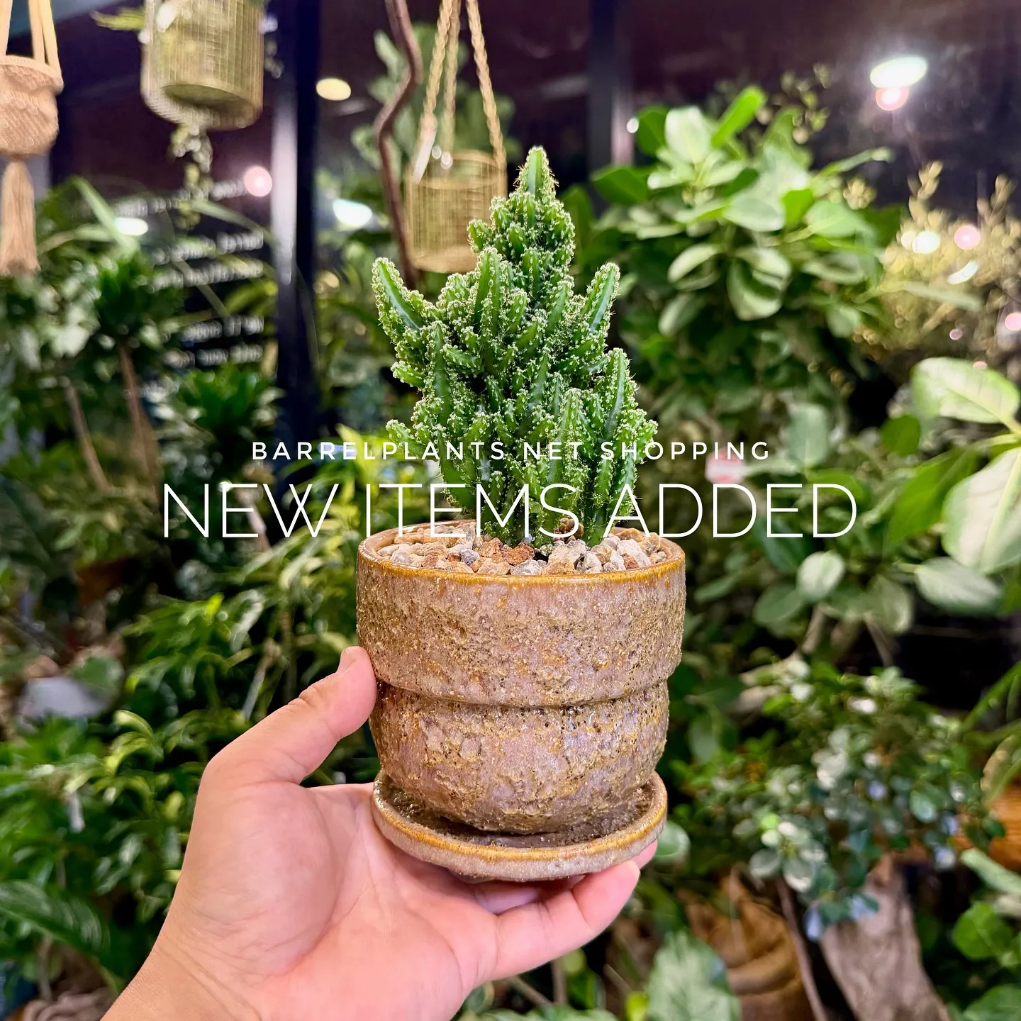 【植物専門店barrelplants、ネットショップに植物大...